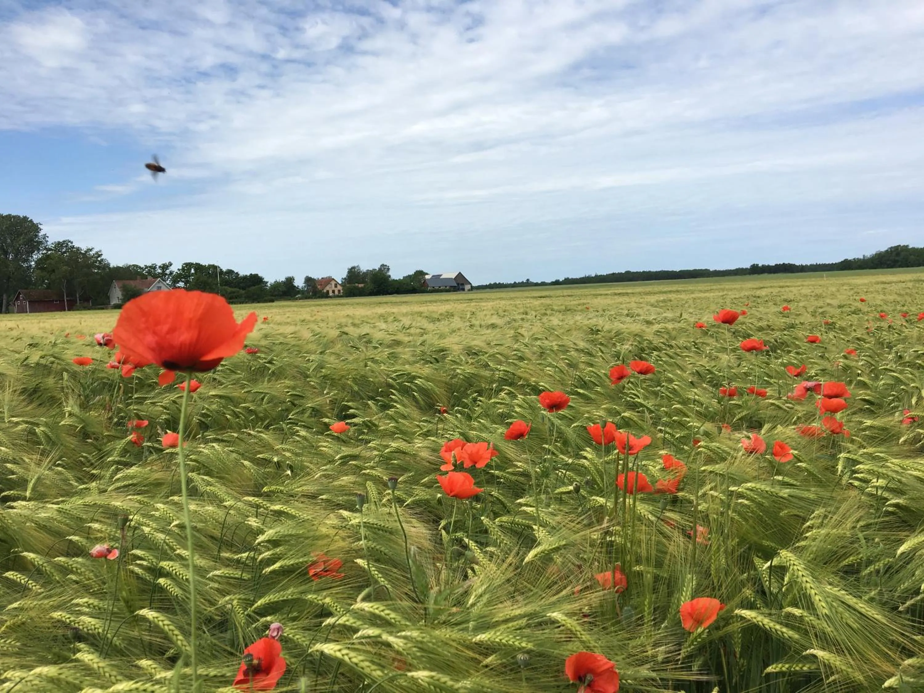 Natural landscape in Ljungs Fem Rum