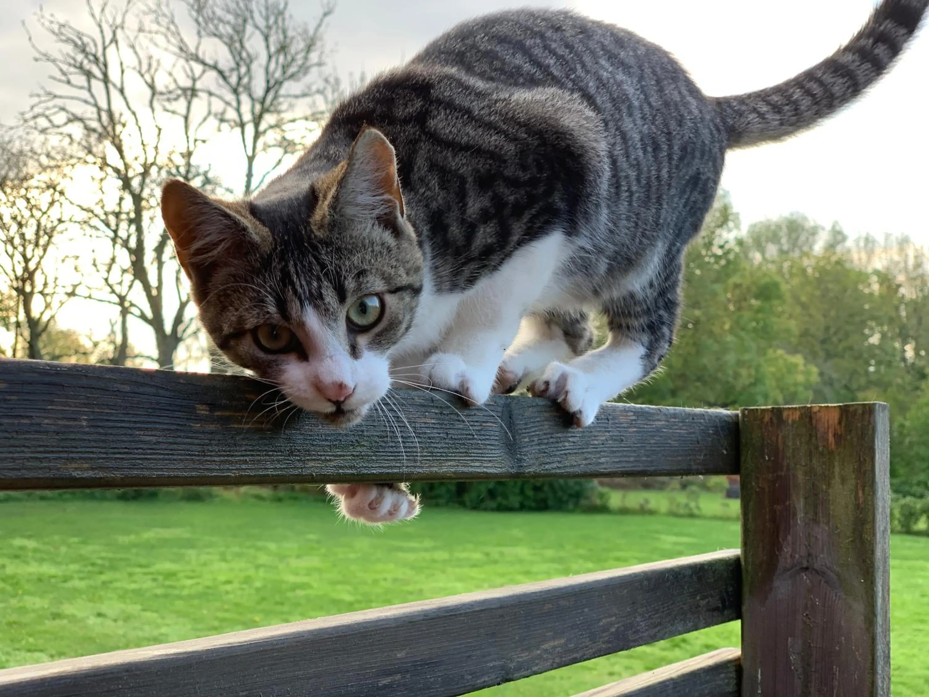 Pets in Ljungs Fem Rum