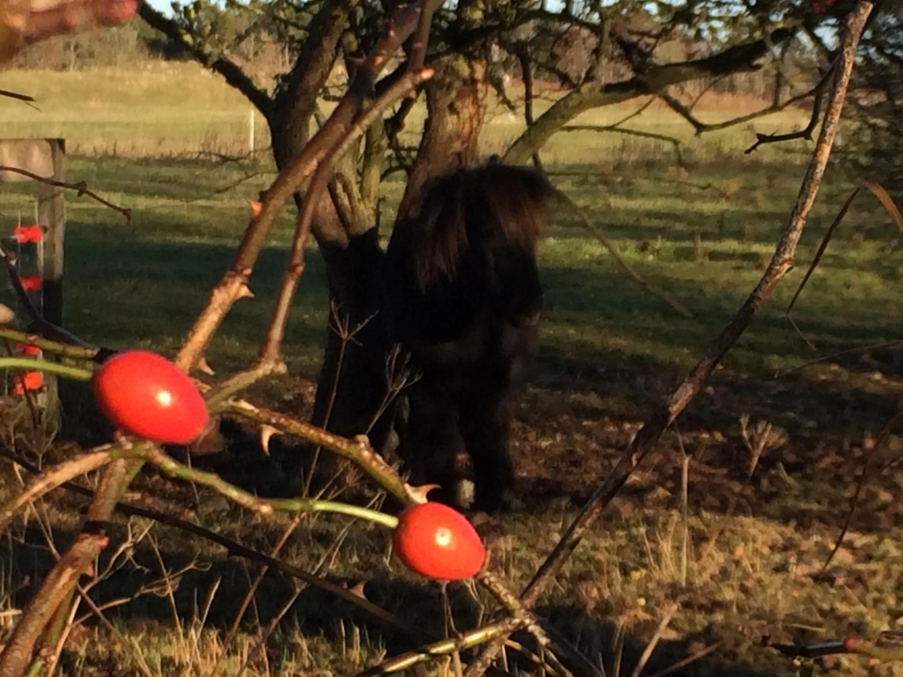 Animals in Ljungs Fem Rum