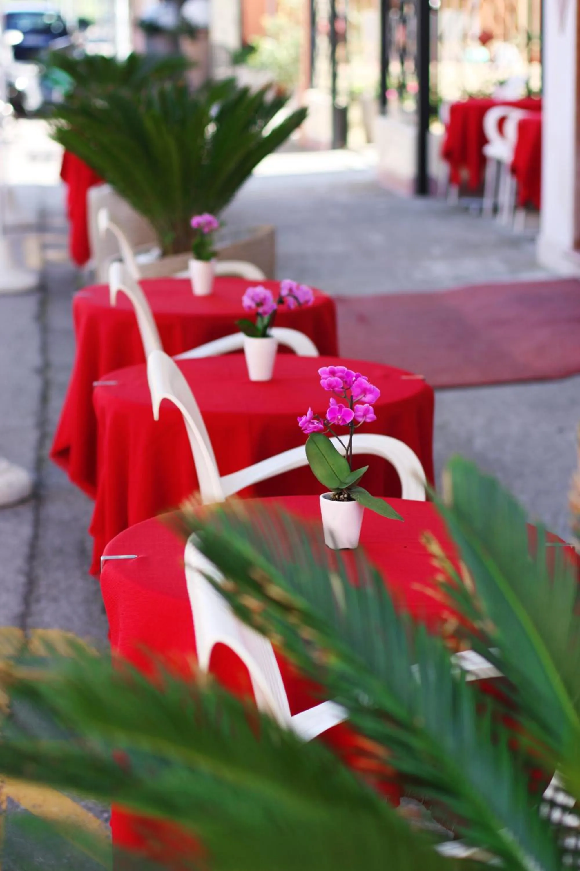 Garden in Hotel Colorado