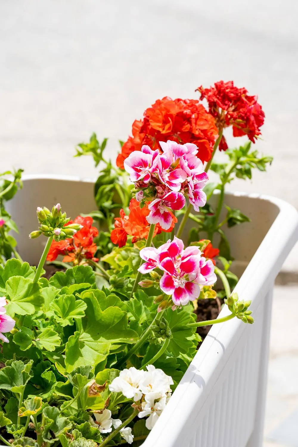 Balcony/Terrace in Asteri Studios