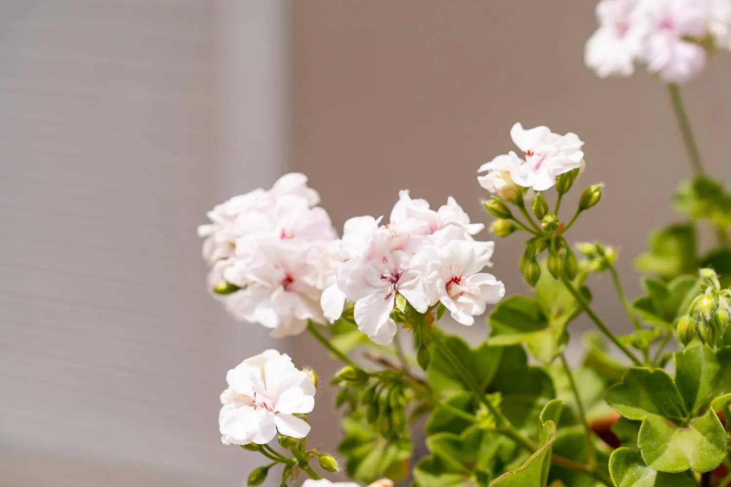 Garden in Asteri Studios