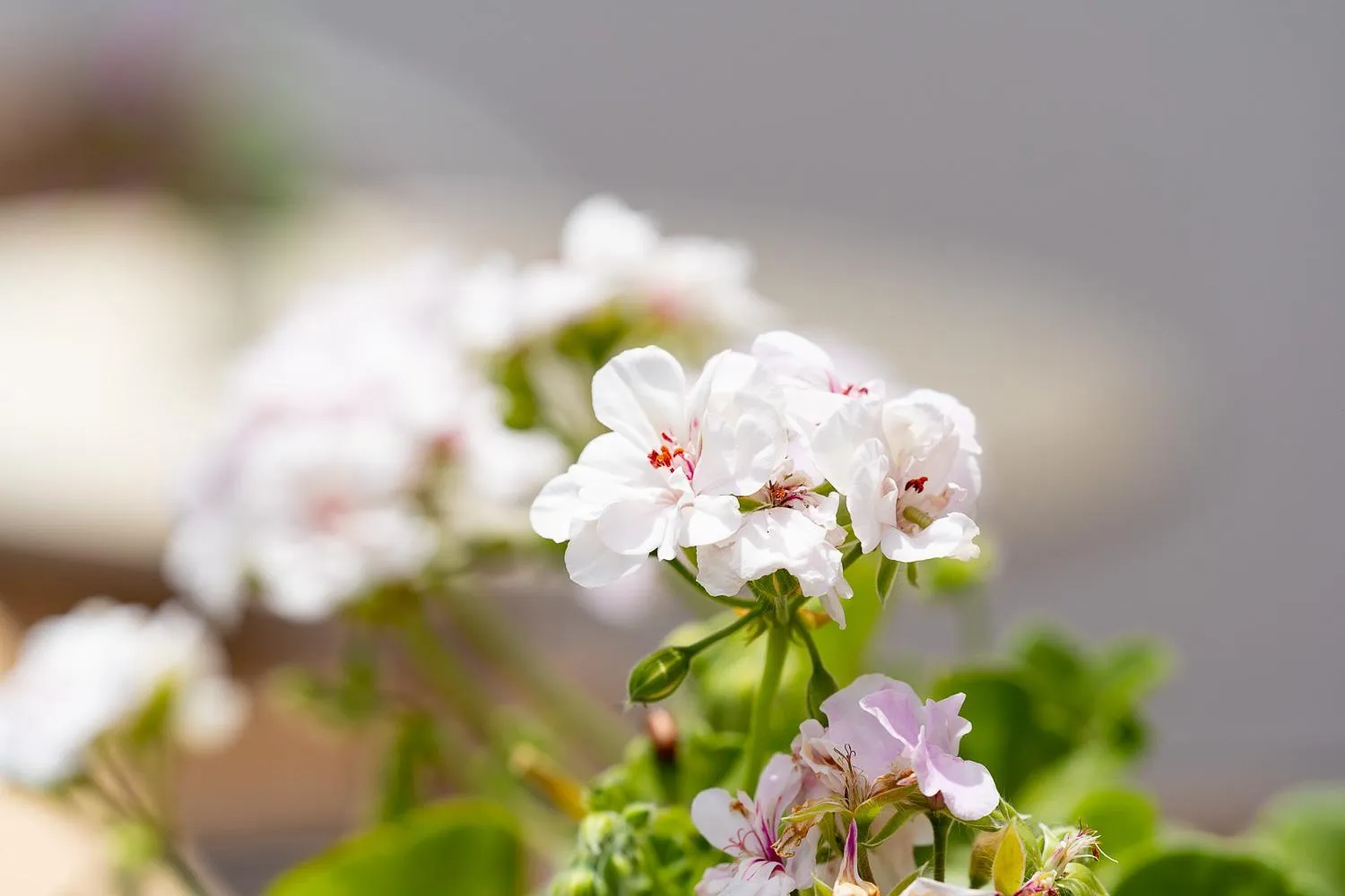 Garden in Asteri Studios