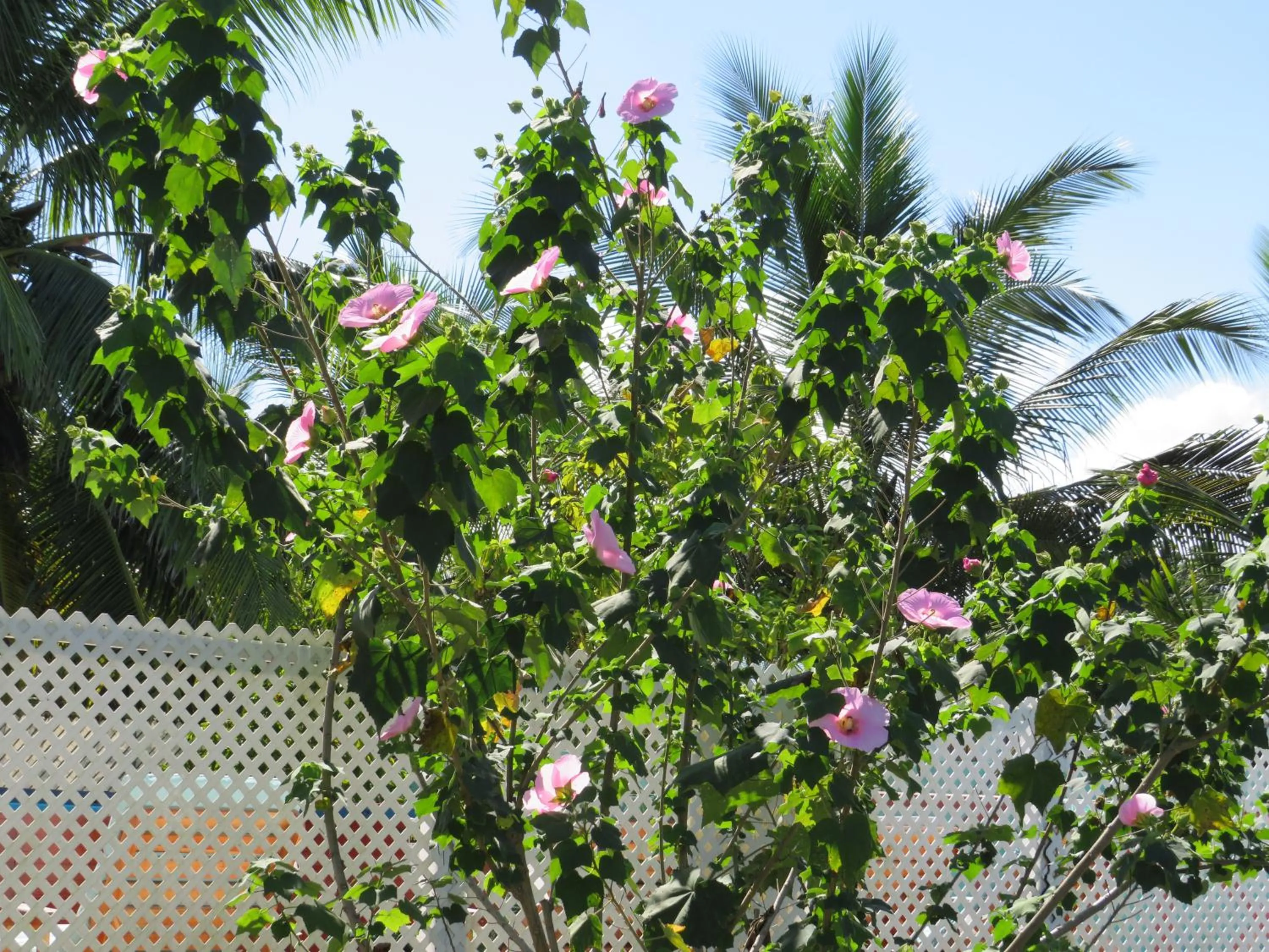 Garden in LAKE VIEW CONDO
