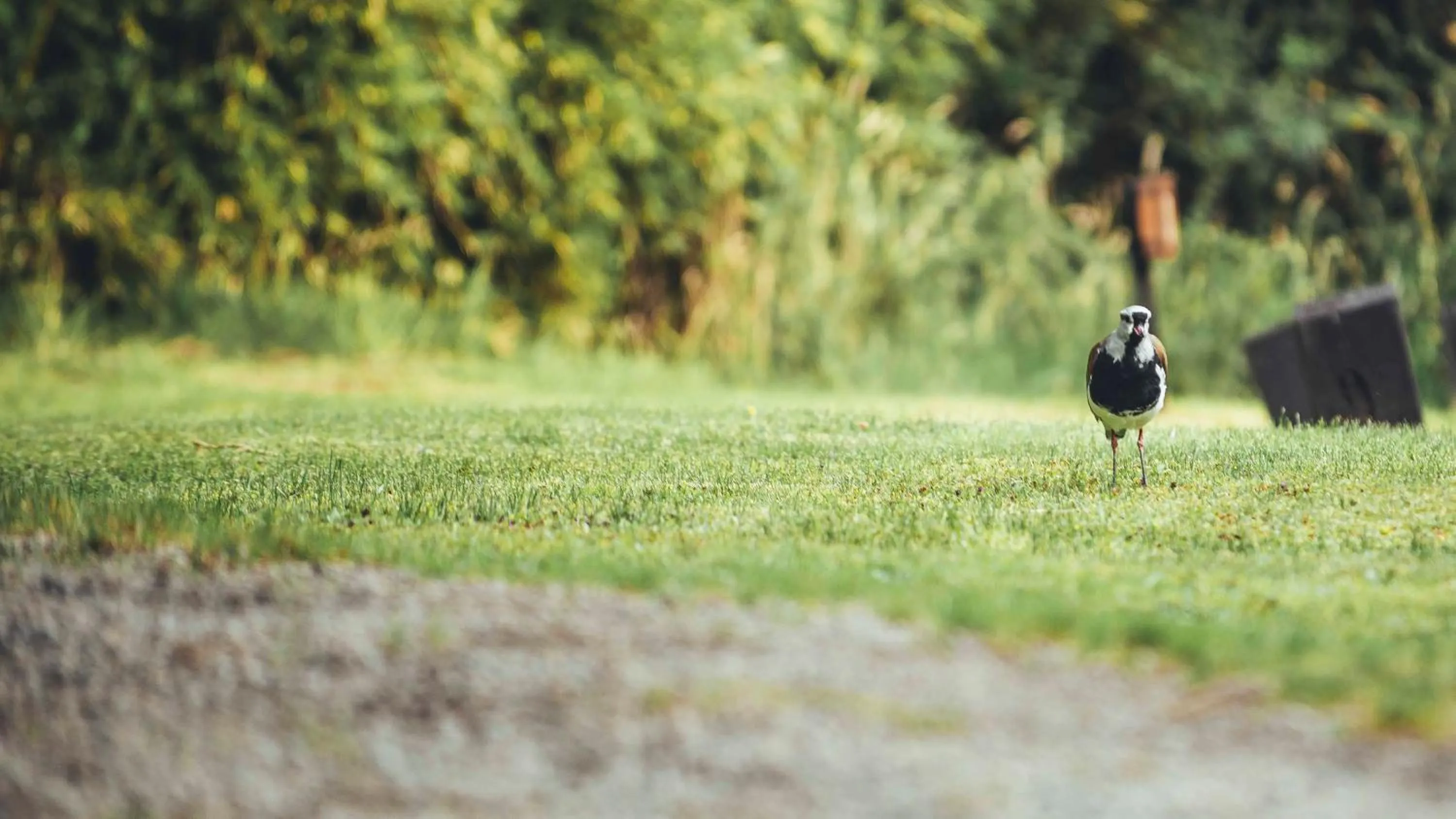 Arbolar, Casas de Montaña- Piscina climatizada