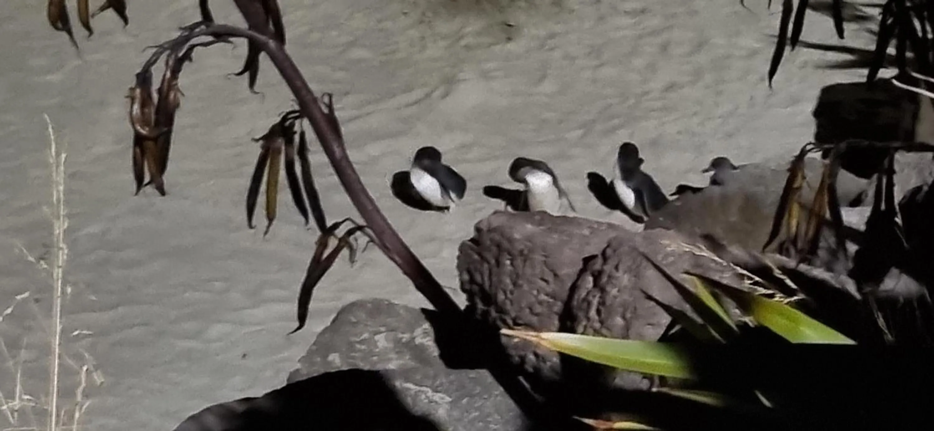 Natural landscape in Bay Viaduct Motor Lodge