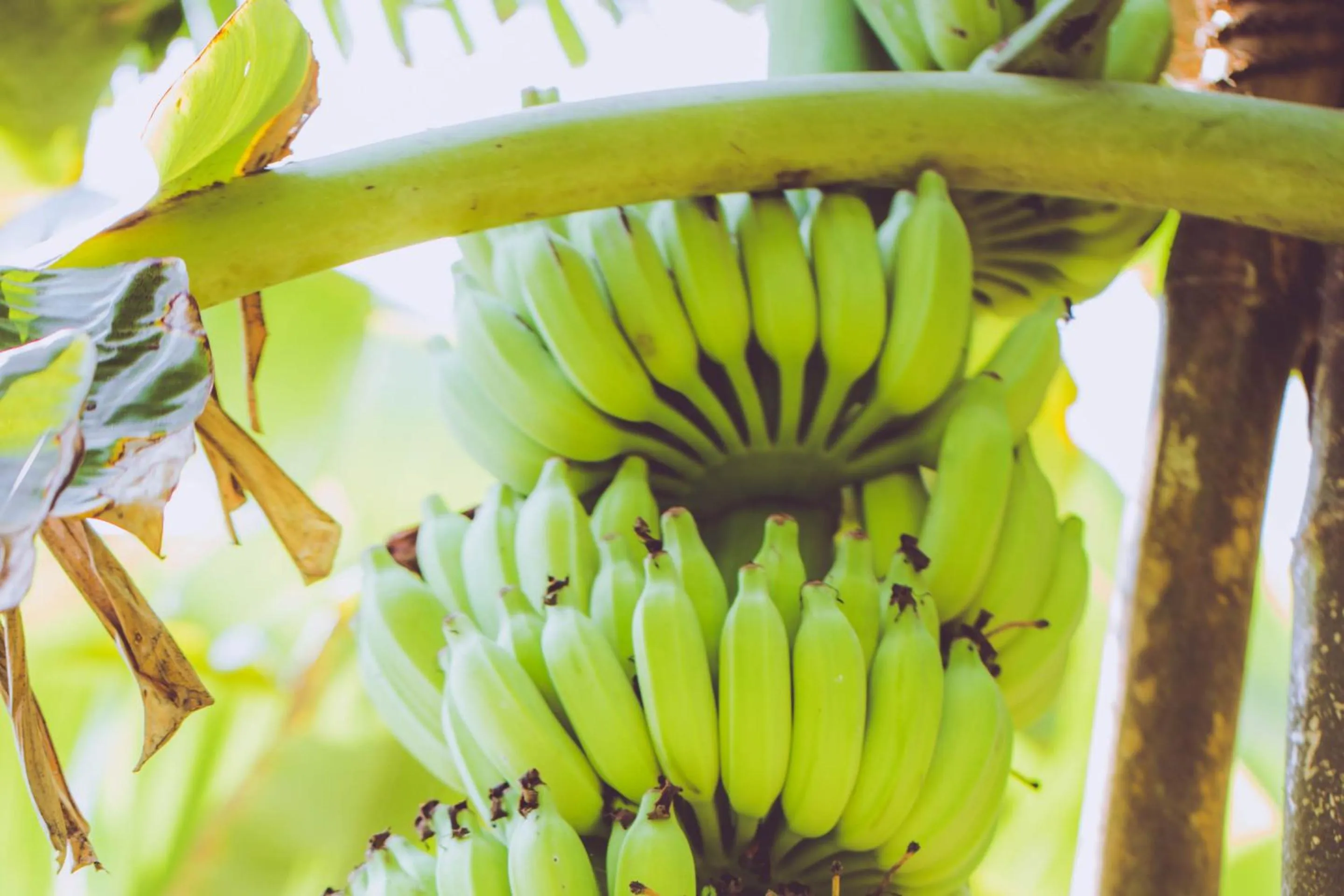 Natural landscape in Villa Shade