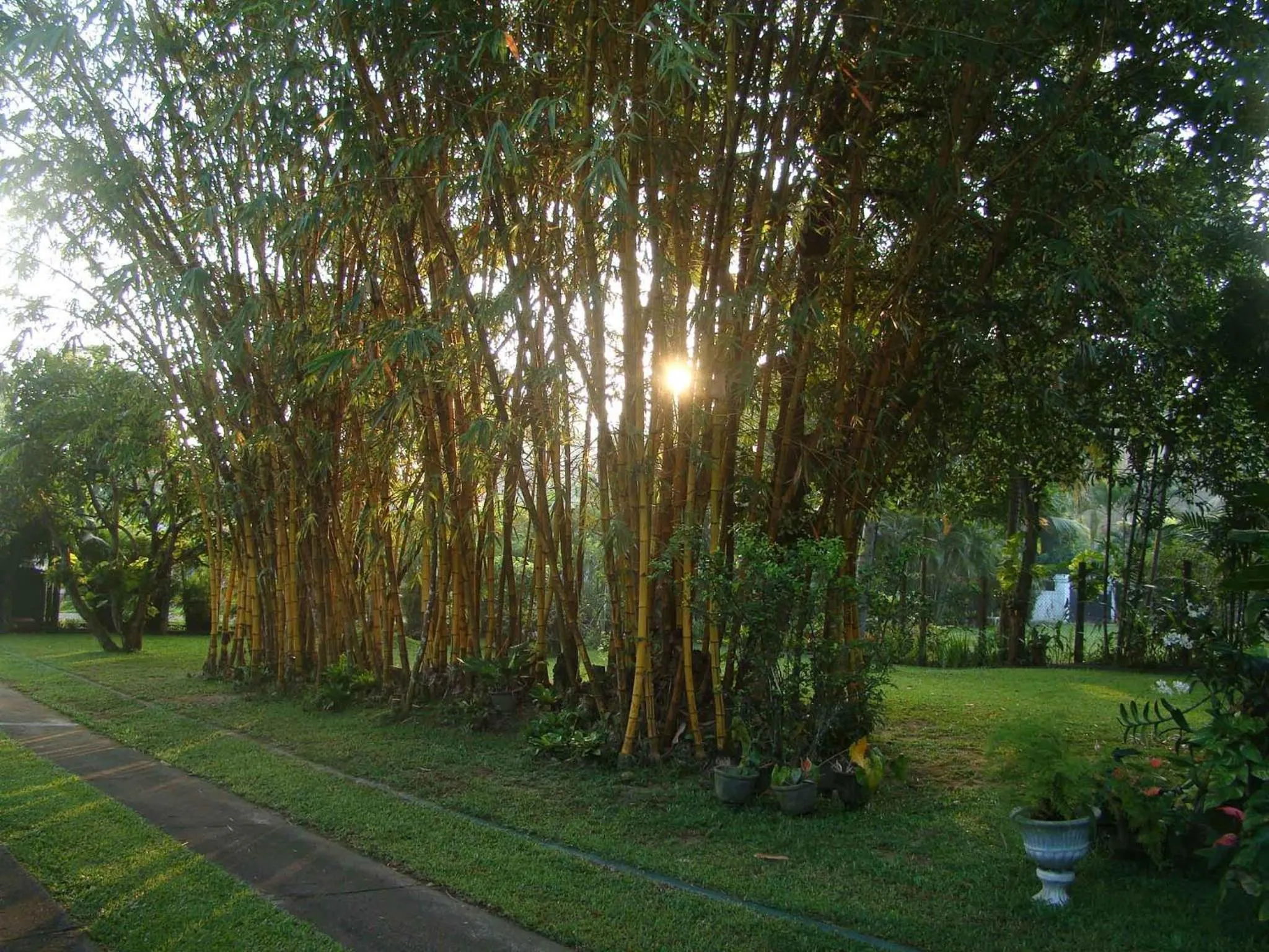 Garden in Villa Shade