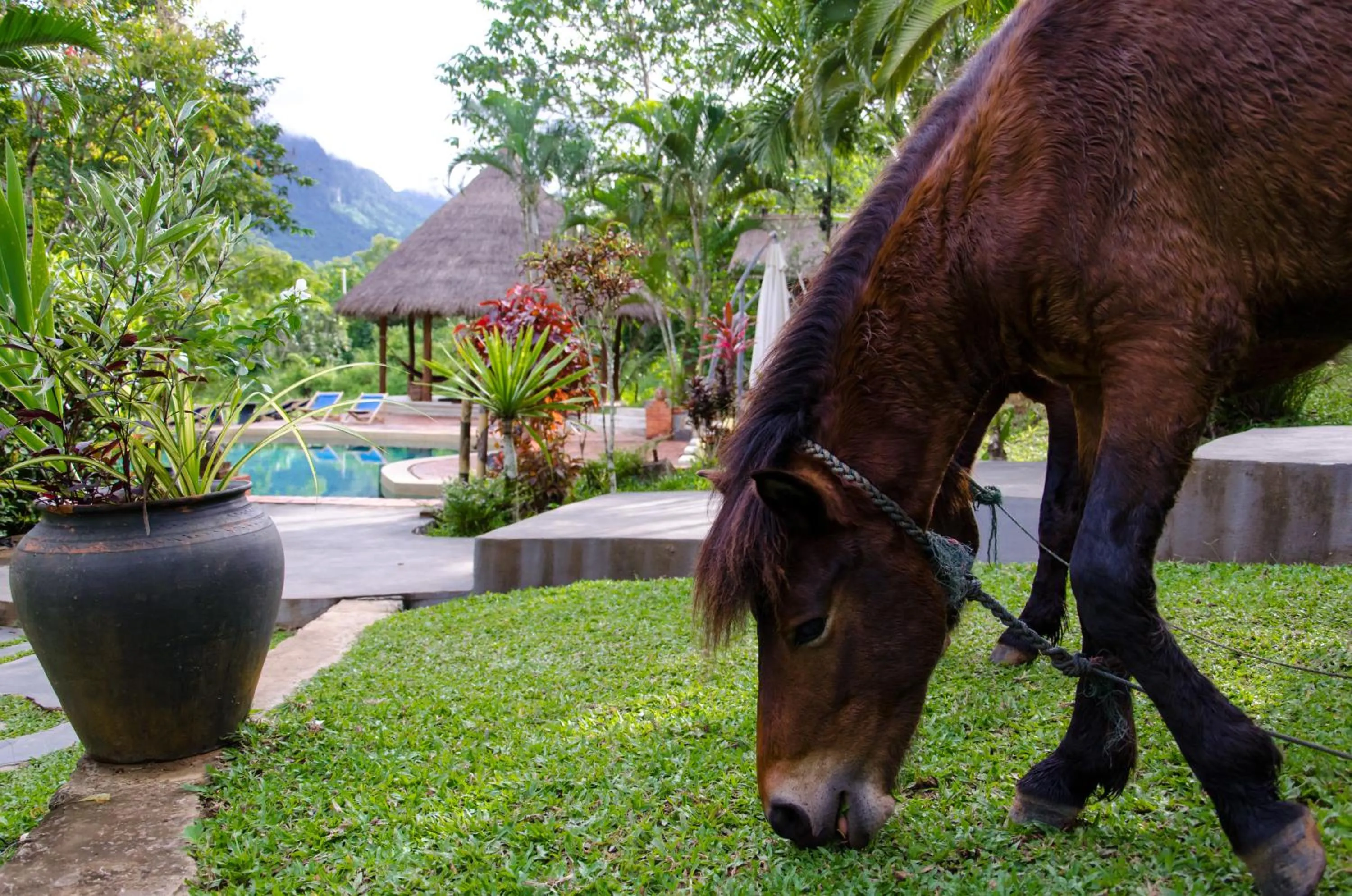 Pets in Hillside - Nature Lifestyle Lodge