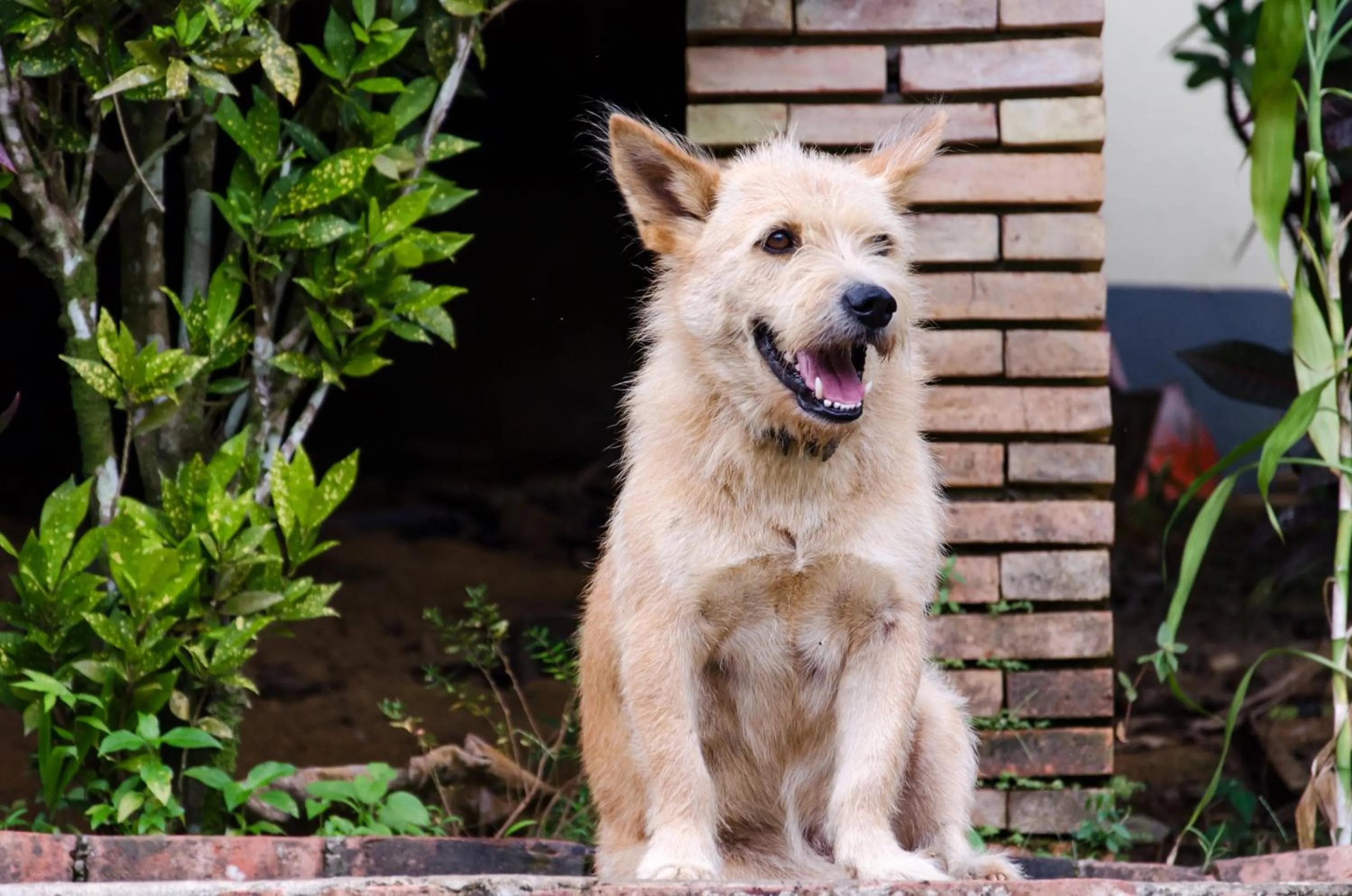 Pets in Hillside - Nature Lifestyle Lodge