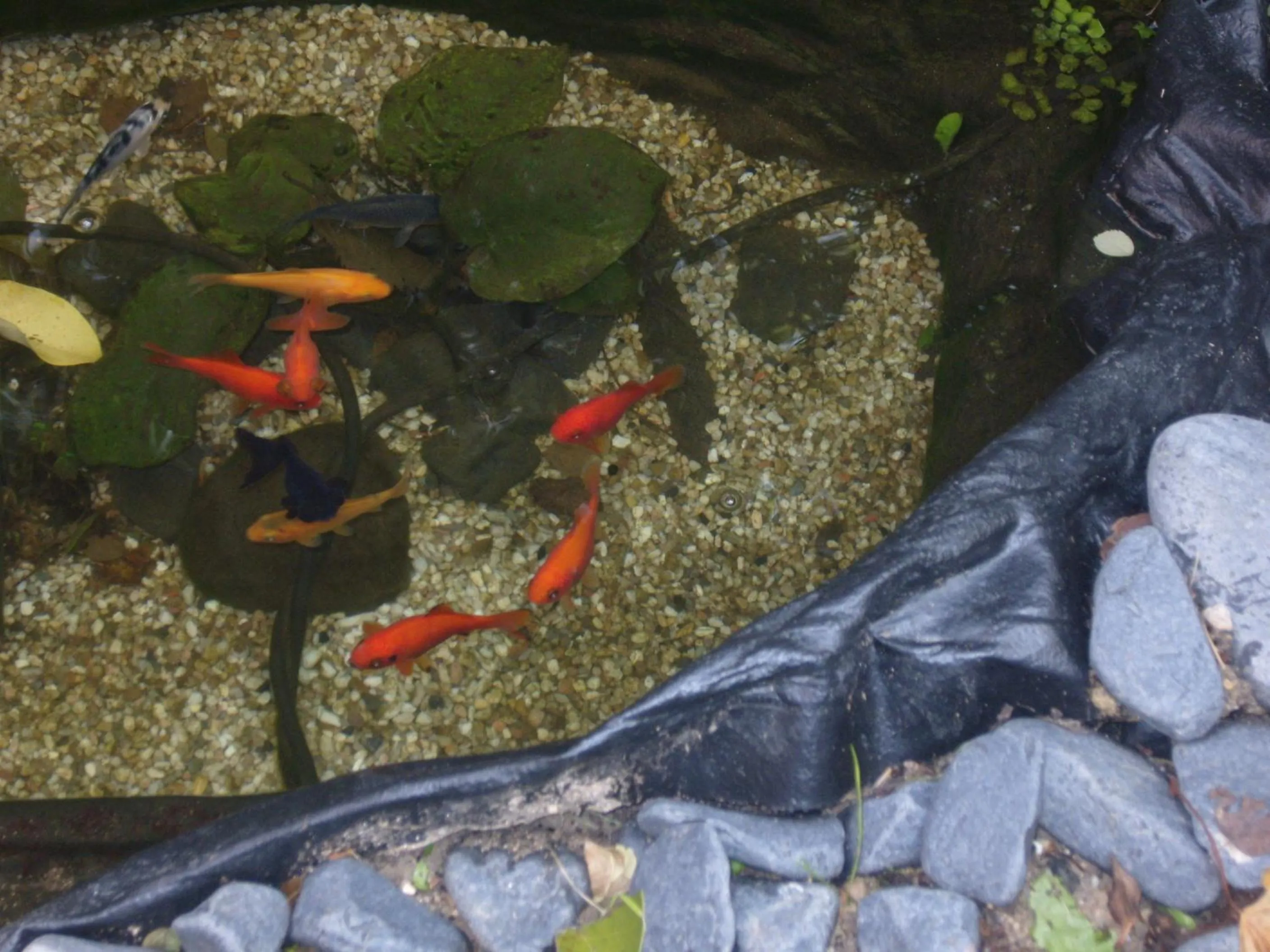 Garden in Whatever Art B&B