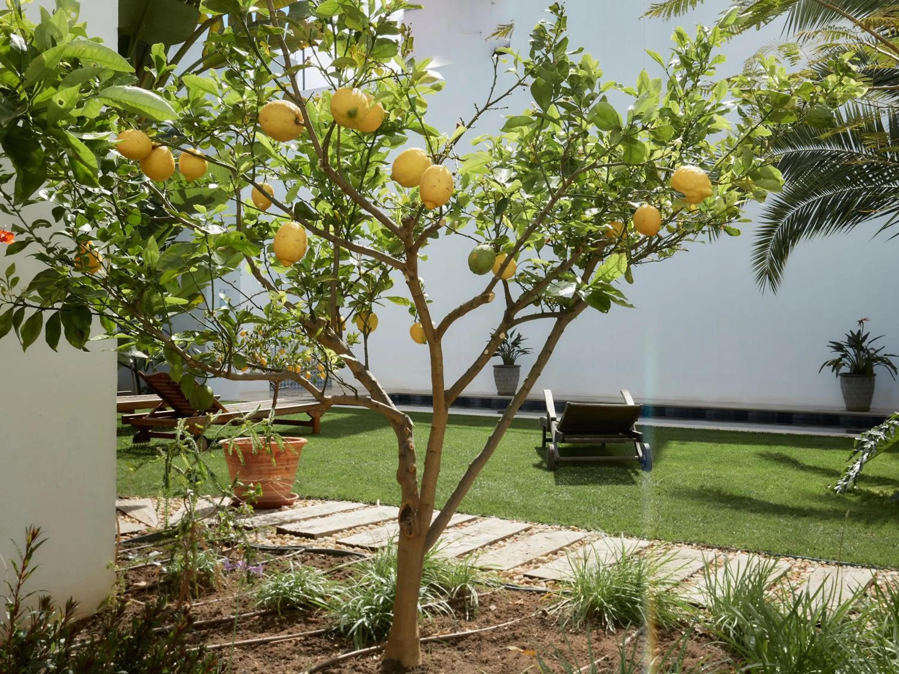 Garden in Casa Apollo Guesthouse