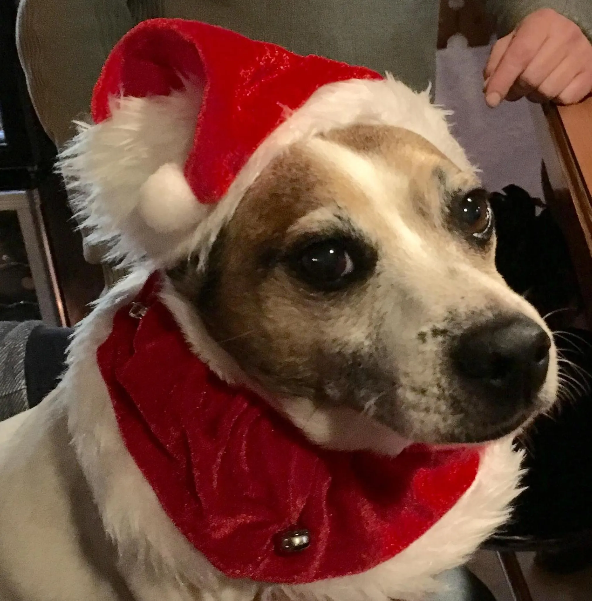 Animals in Hotel & Restaurant Druidenstein