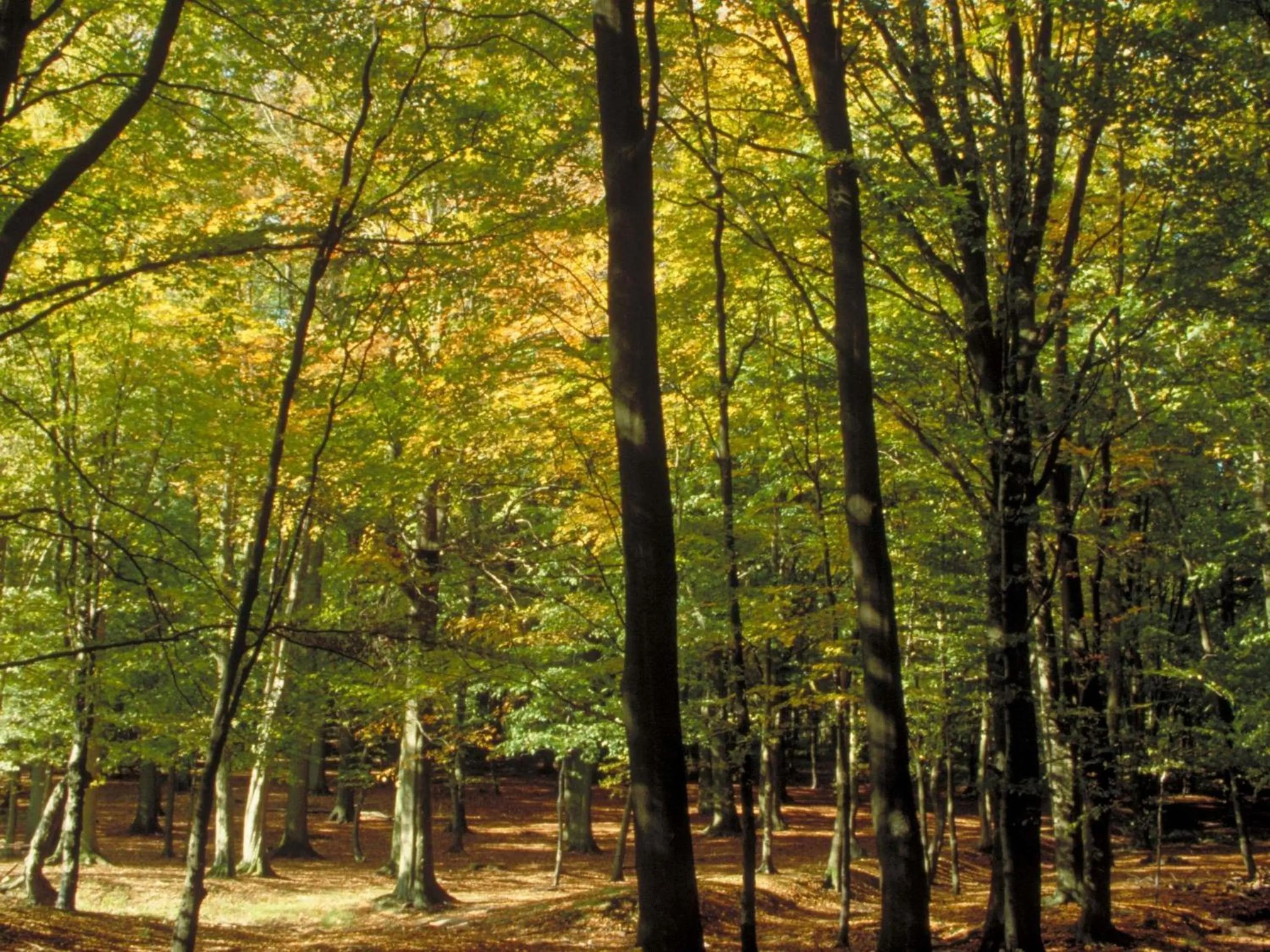 Other in Aigle Noir Hotel Fontainebleau - MGallery Collection