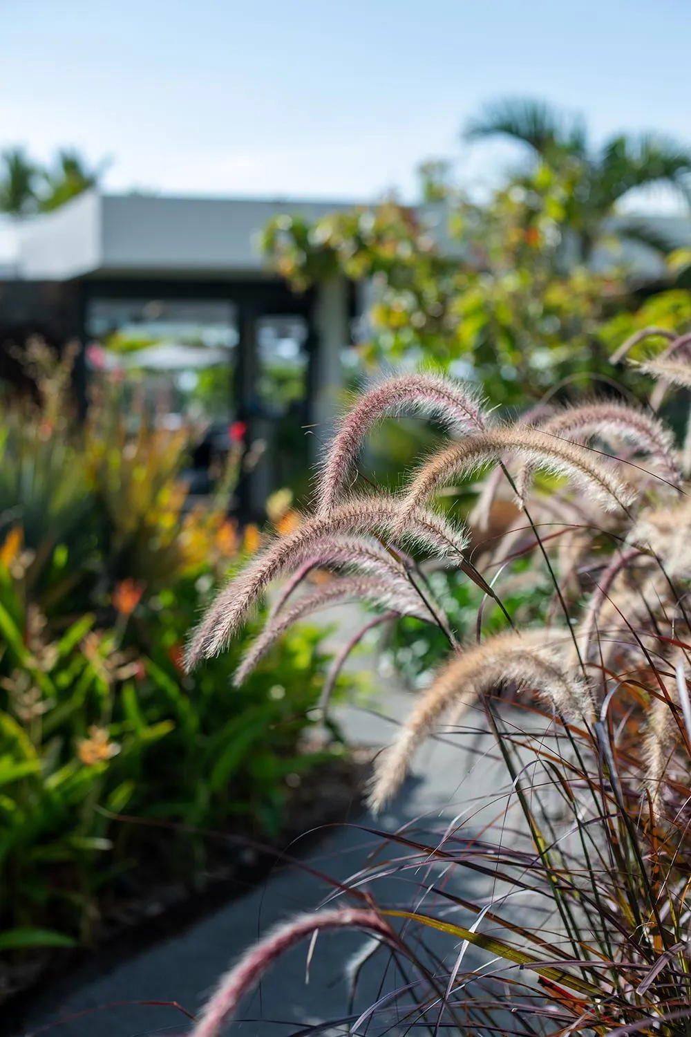 Garden in Latitude 21