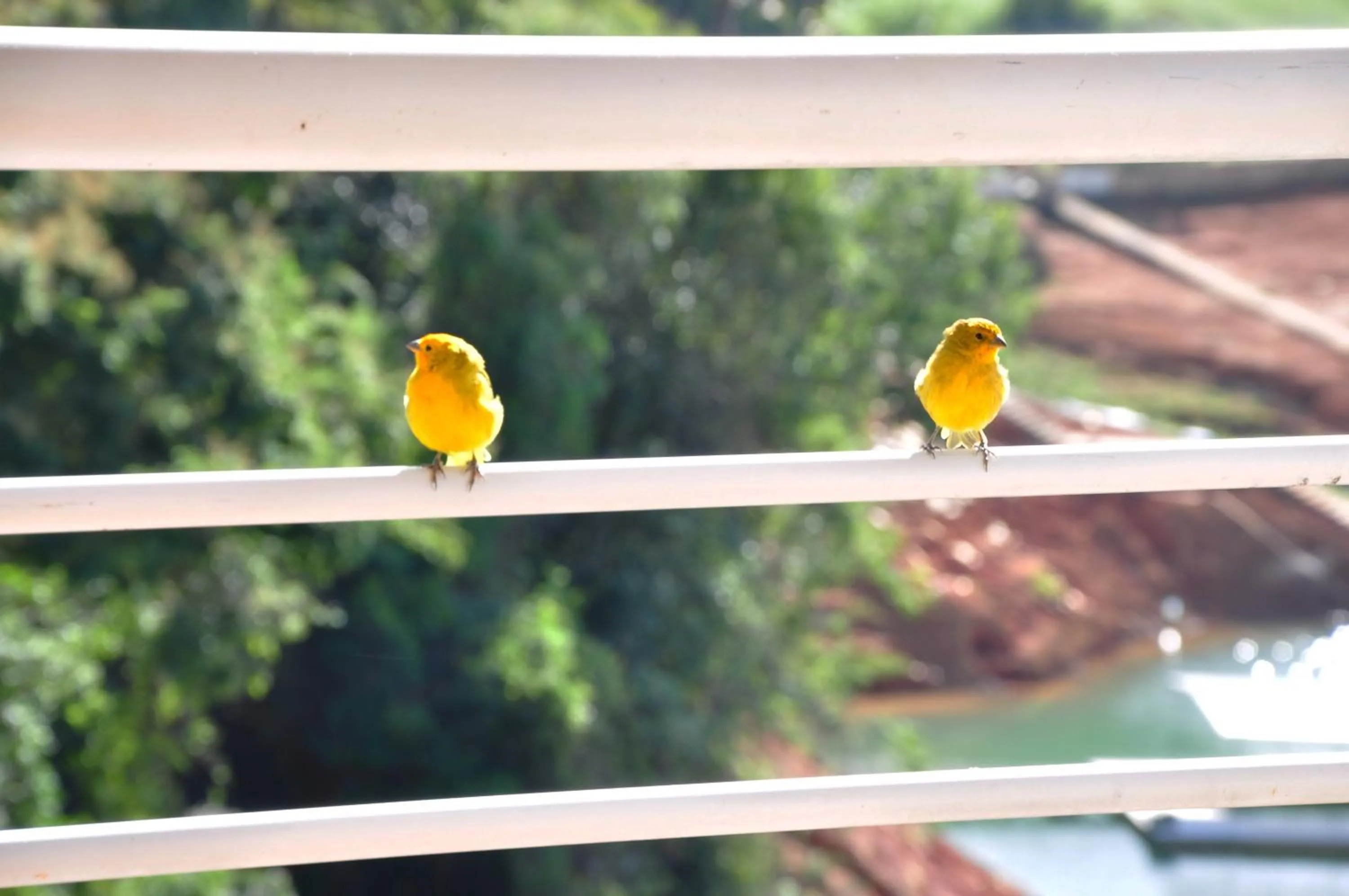 Natural landscape in Hotel Escarpas do Lago Capitolio