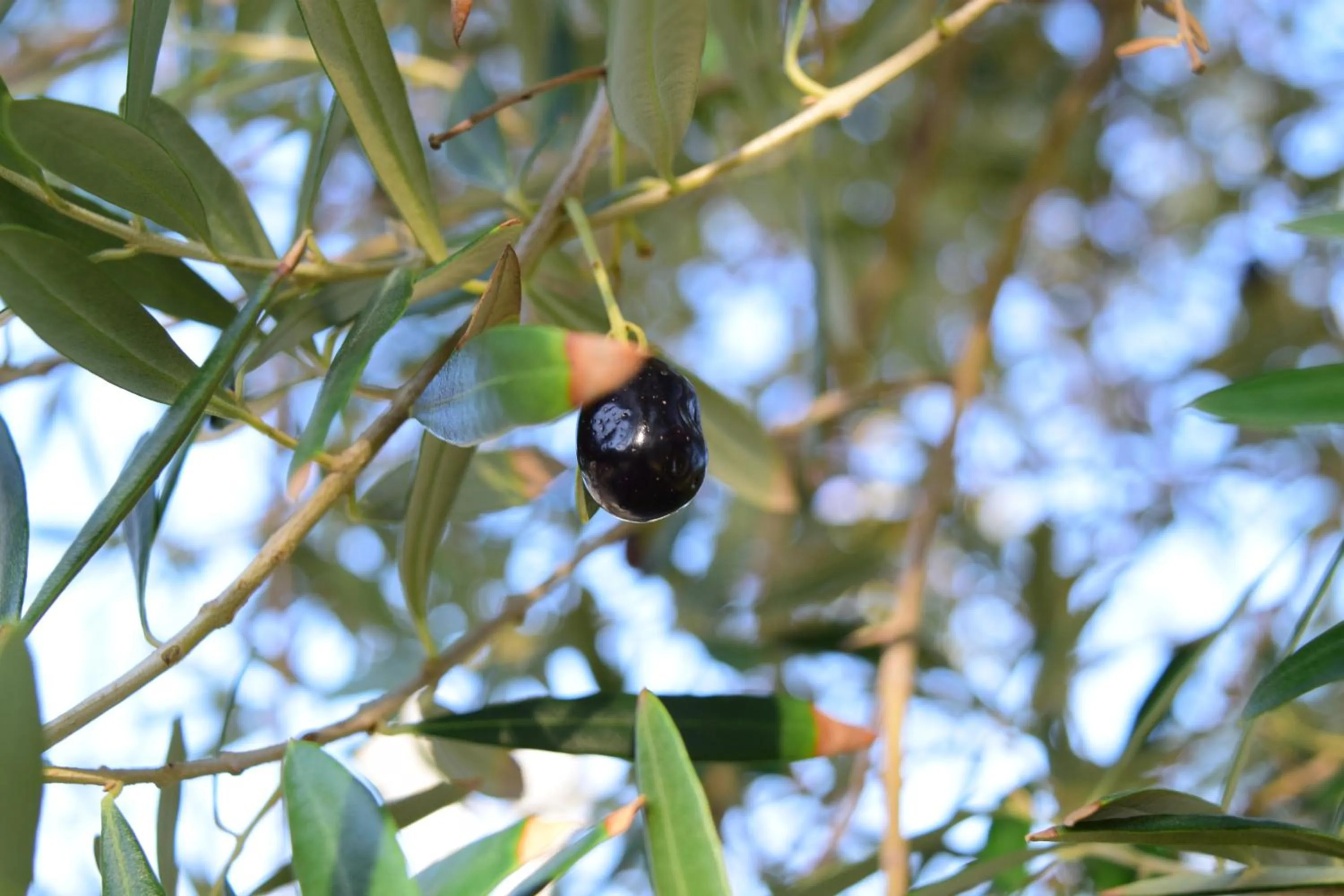 Nearby landmark in Sea Tiger Island Inn Shodoshima