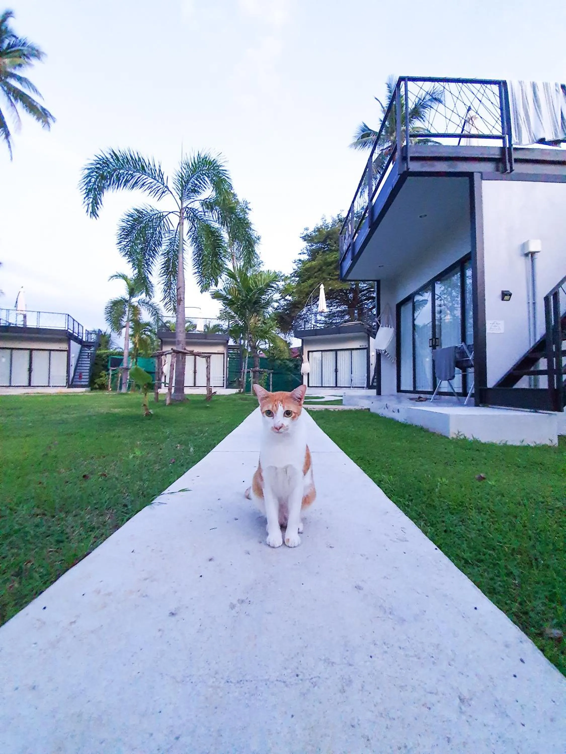Pets in Coconut Wells Phuket