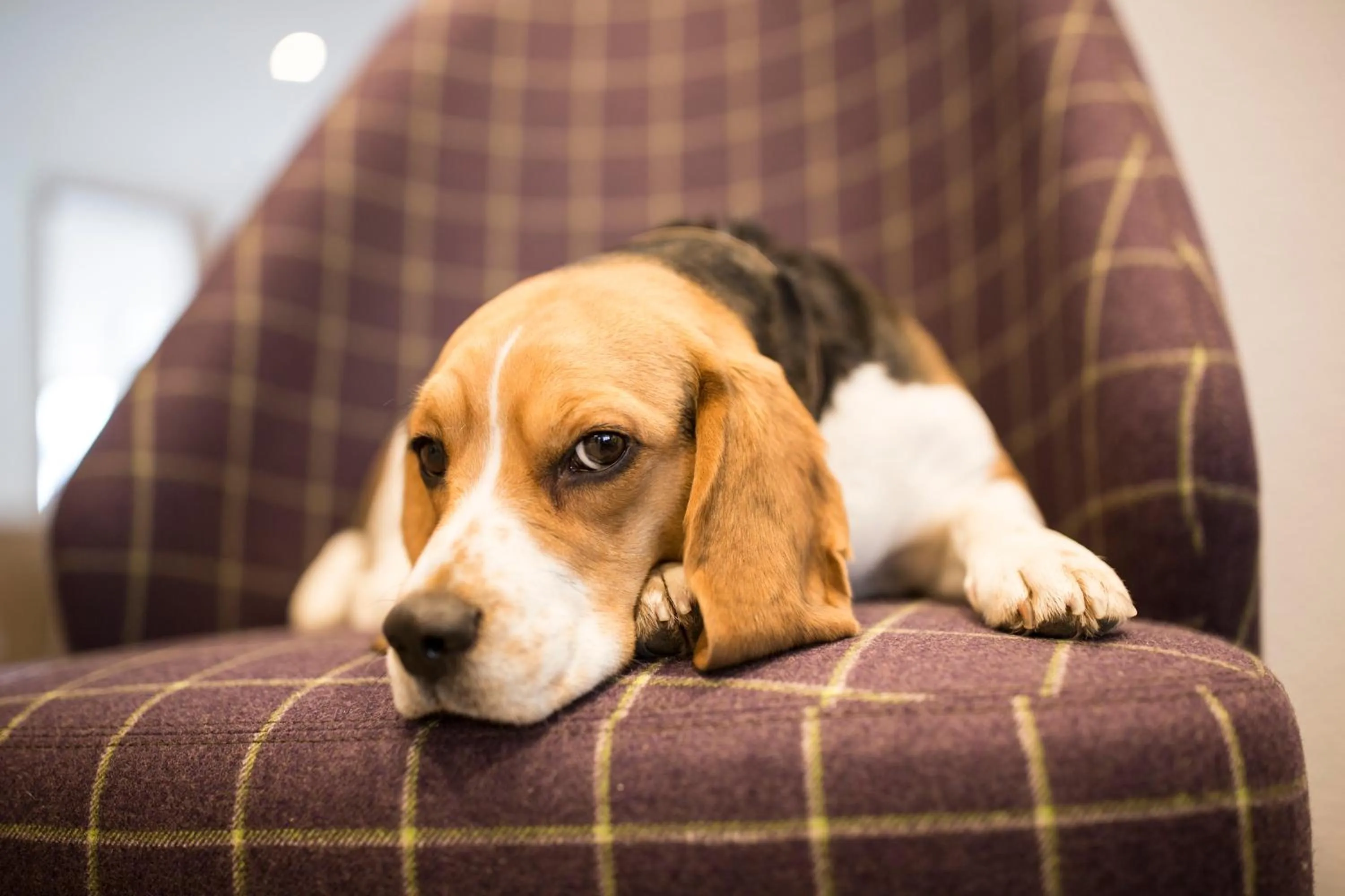 Pets in Das Landerer