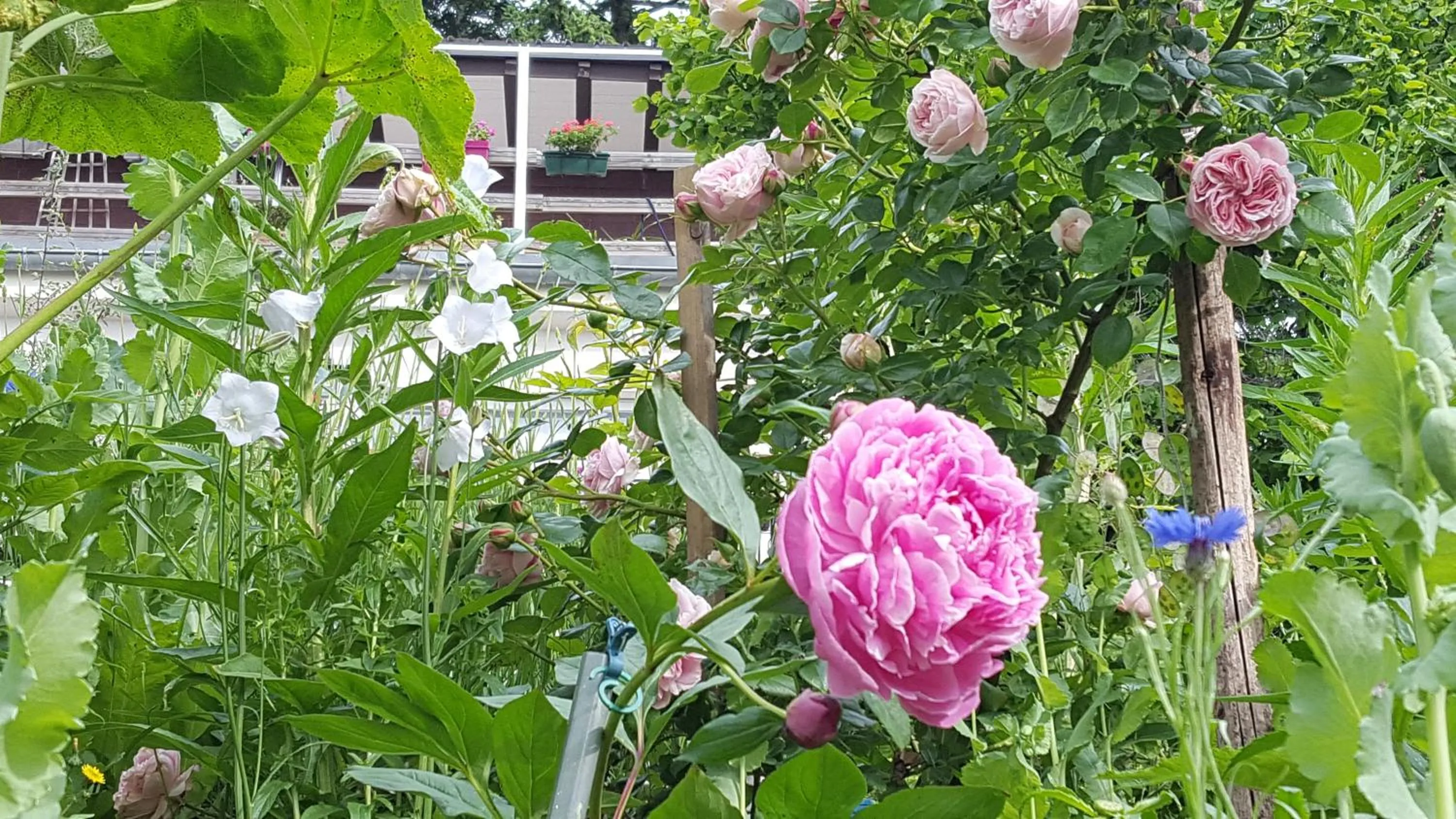 Garden in Les Iris Chambres d’hôte
