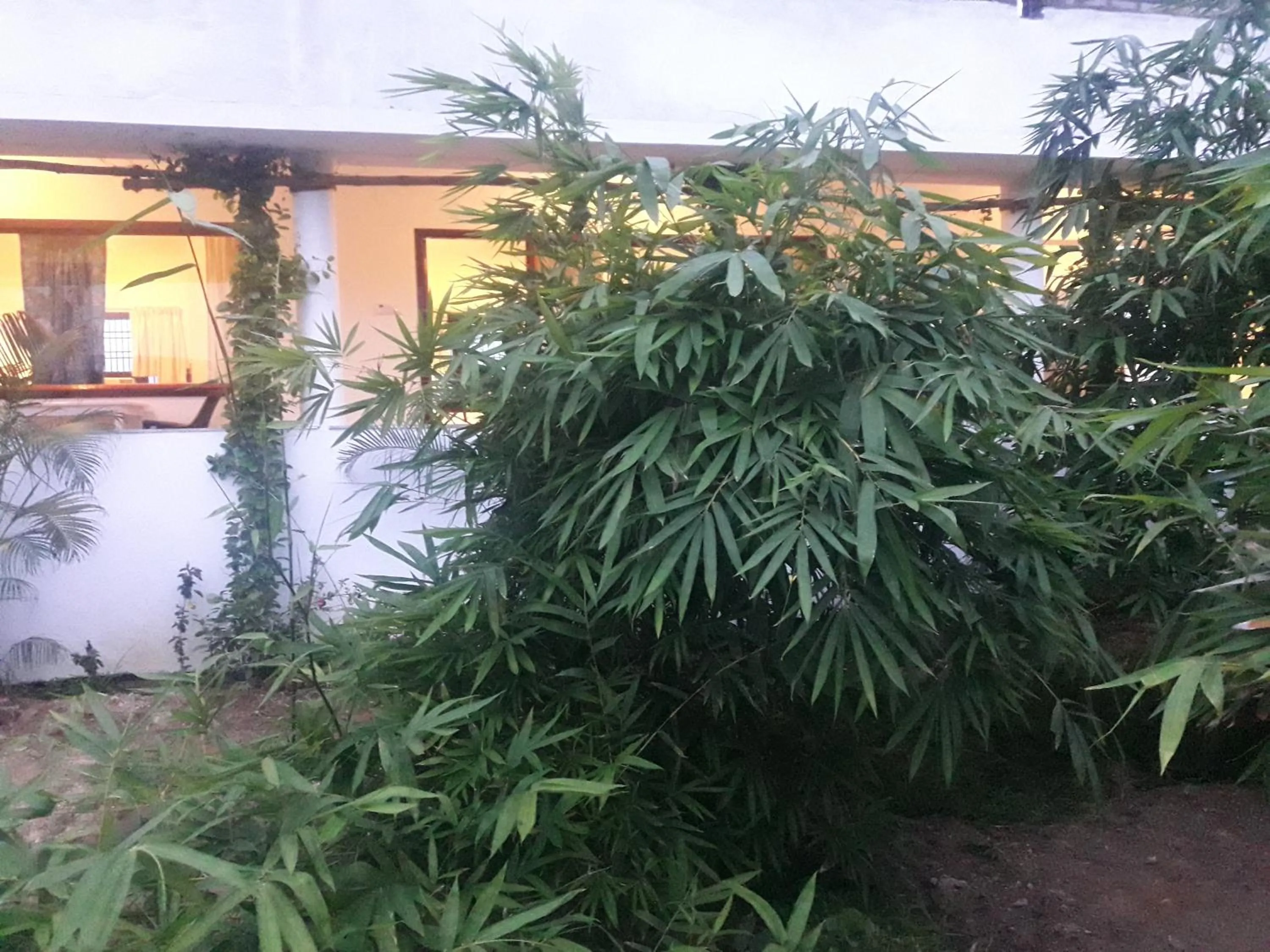 Alice Paradise by Moonrakers