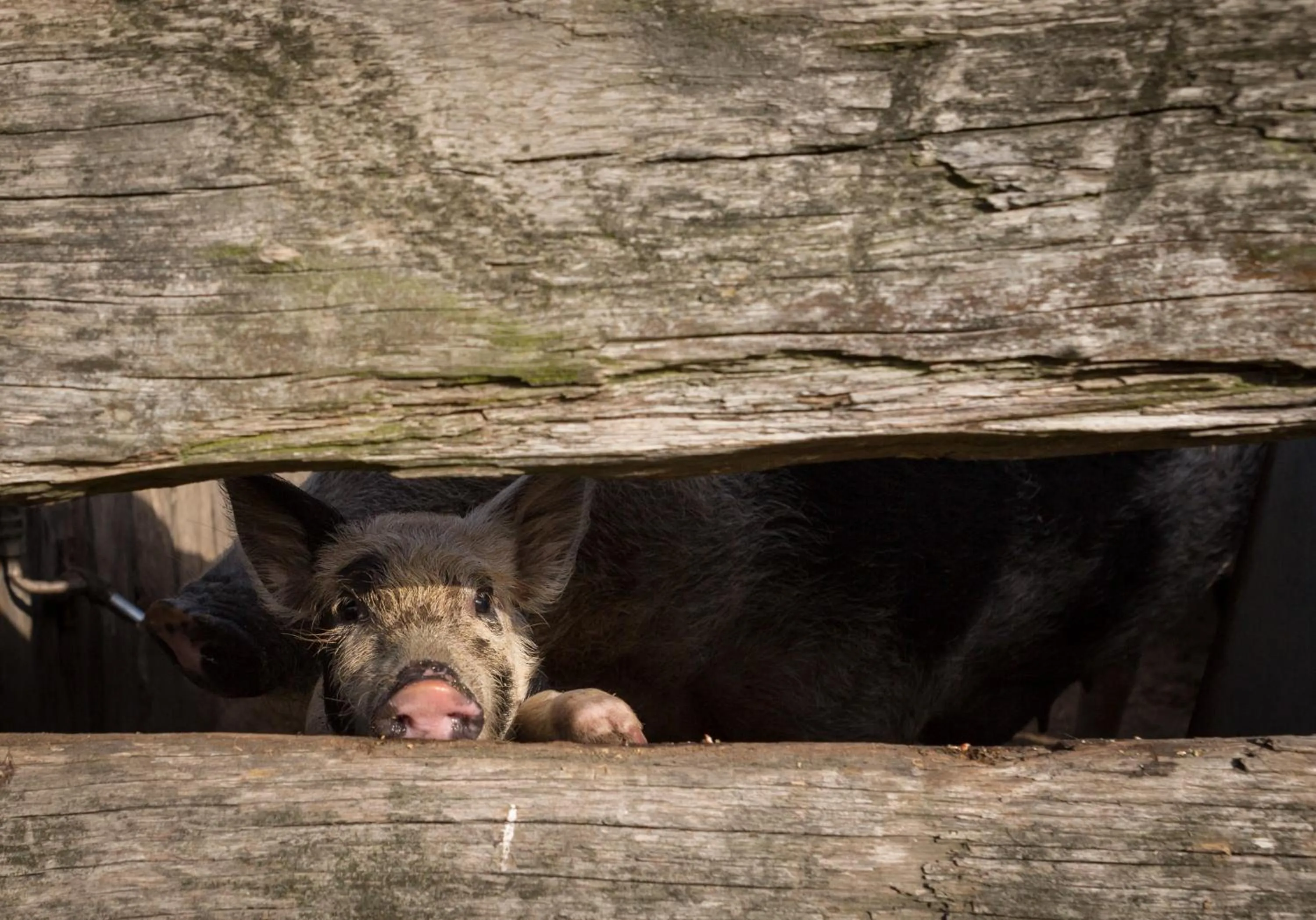 Animals in The Barracks, Tocal