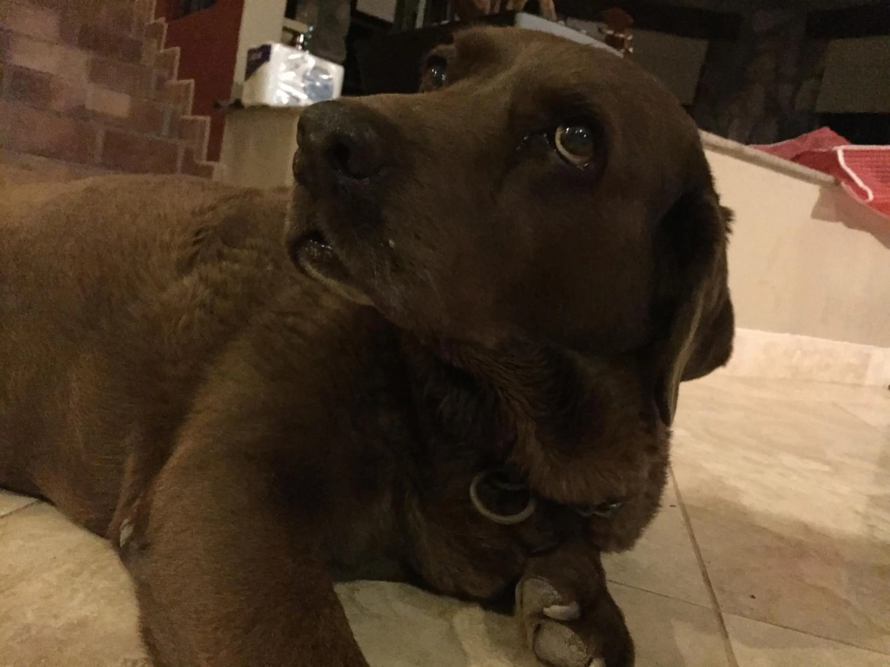 Pets in Posada del Cortes