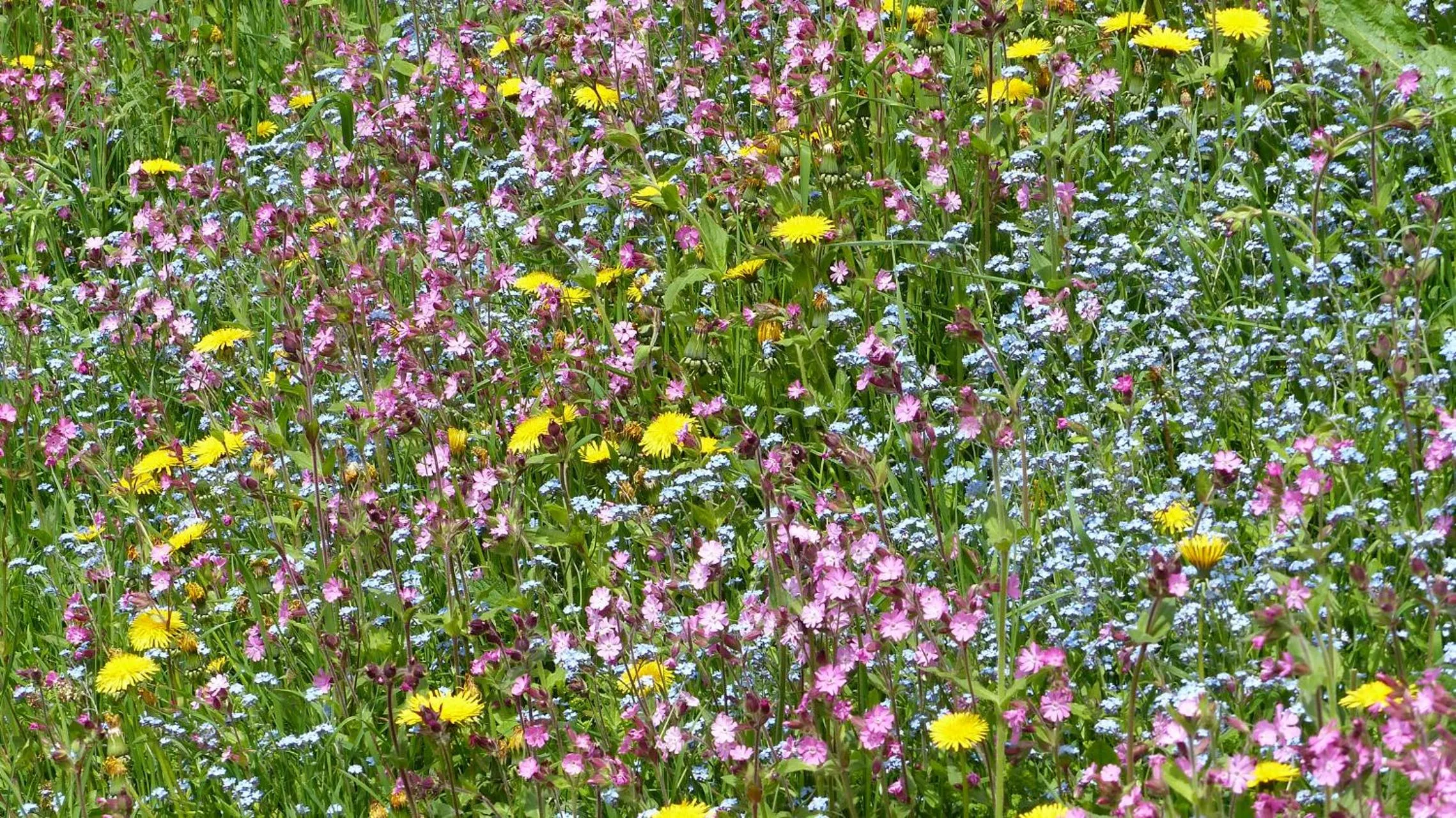 Spring in Brandtnerhof Betriebe