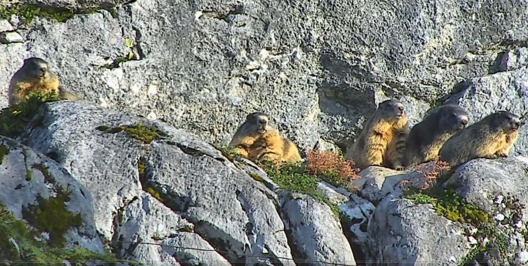 Hiking in Brandtnerhof Betriebe