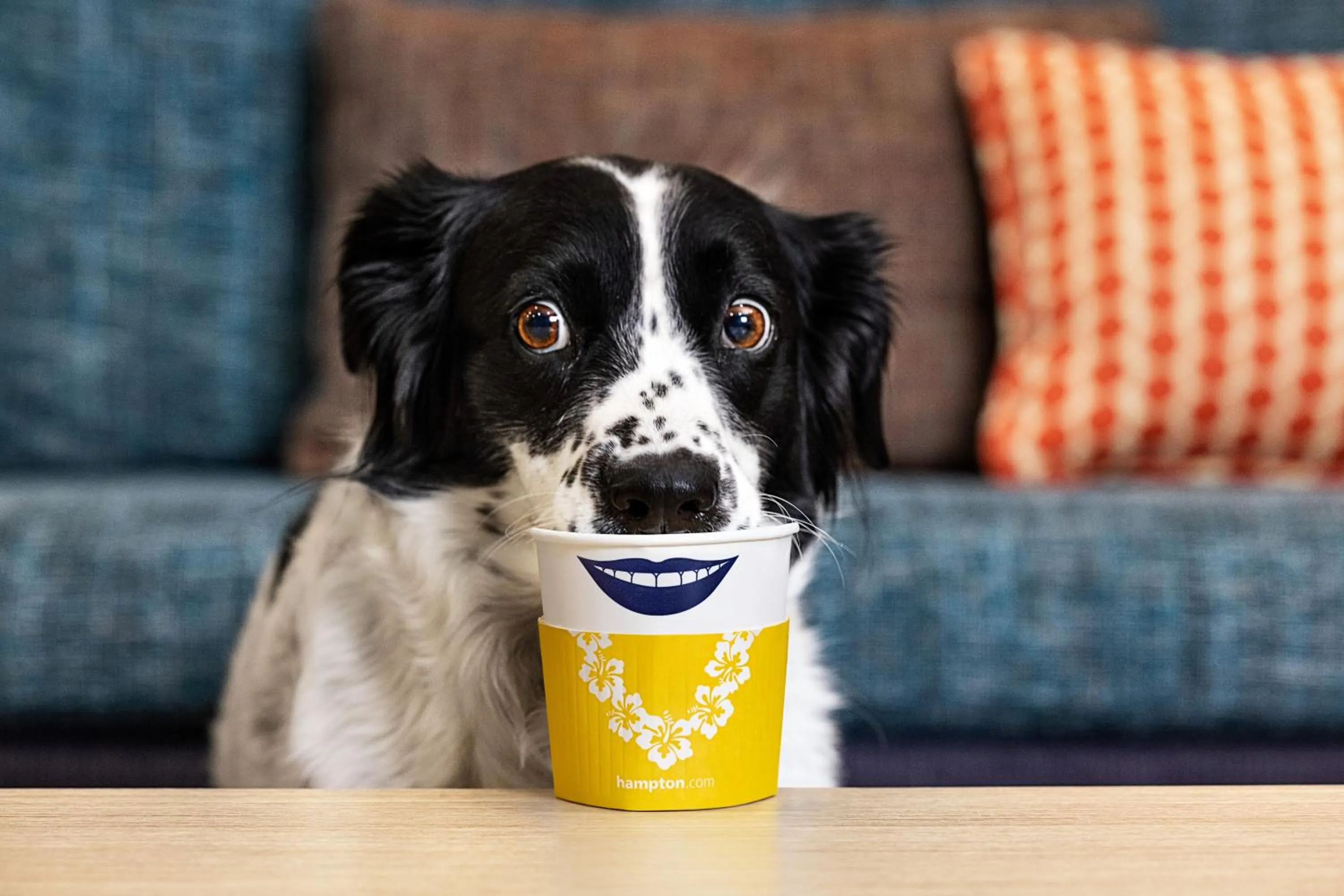 pet friendly in Hampton Inn & Suites by Hilton Québec - Beauport