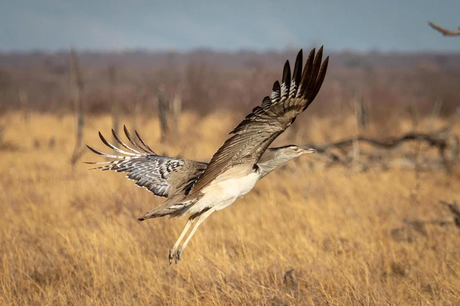 Animals in Tuningi Safari Lodge