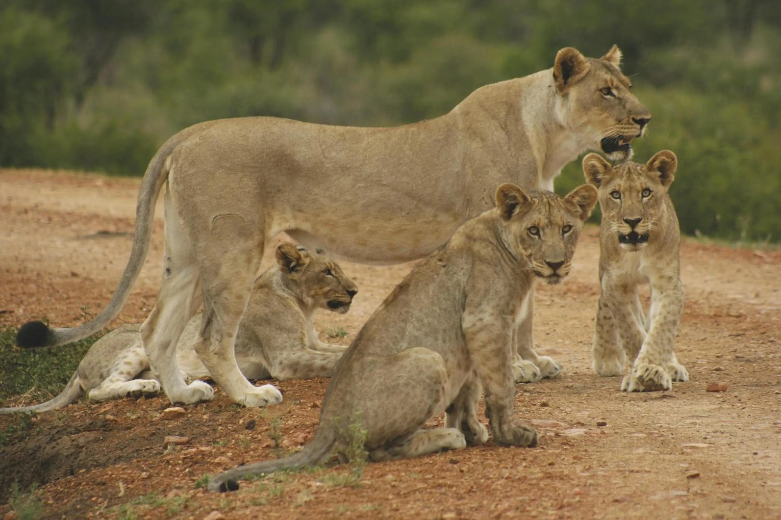 Natural landscape in Tuningi Safari Lodge