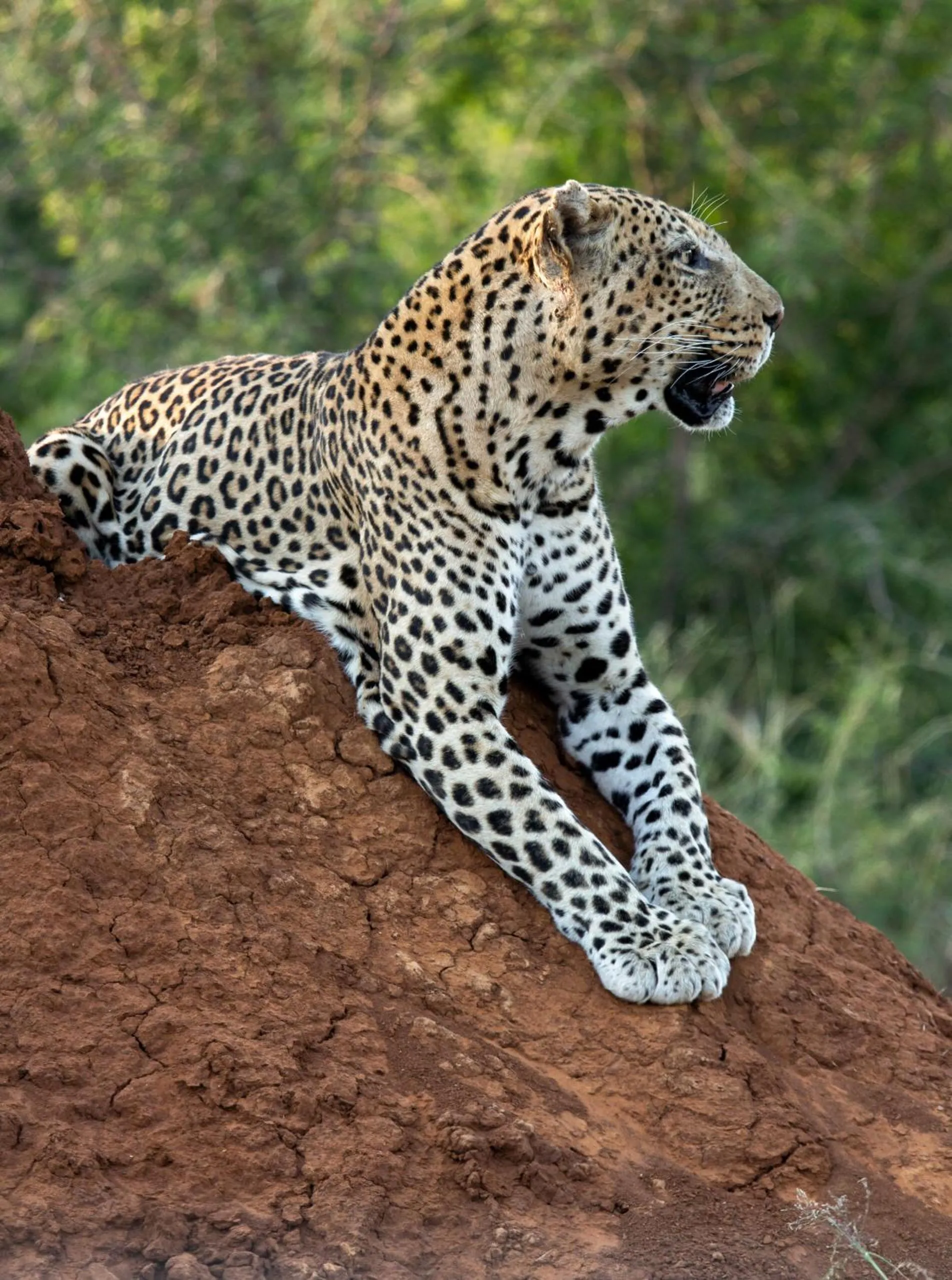 Animals in Tuningi Safari Lodge