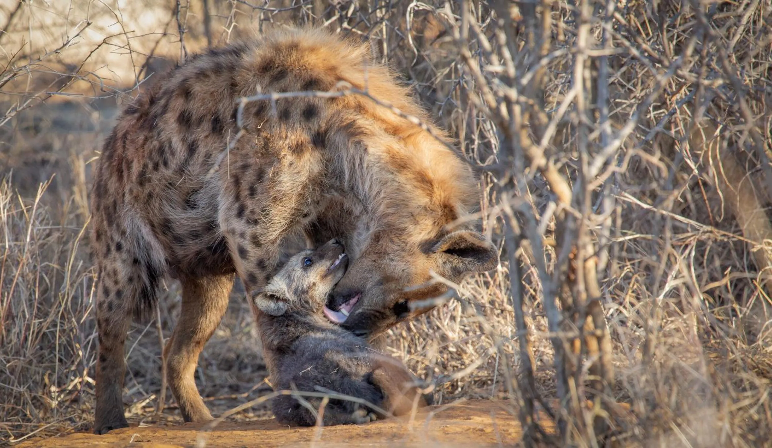 Animals in Tuningi Safari Lodge