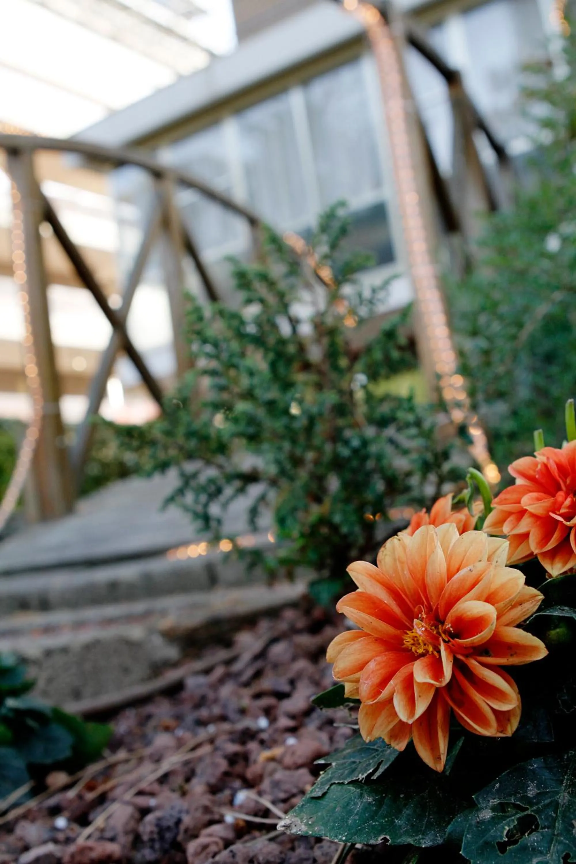 Garden in Hotel Deborah