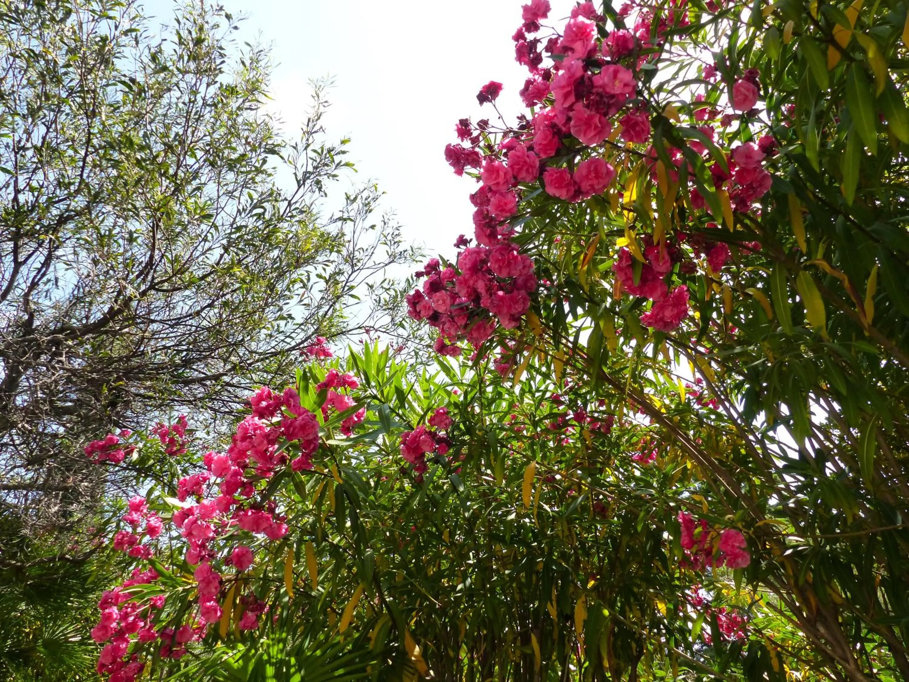 Garden in Hôtel Cap Soleil