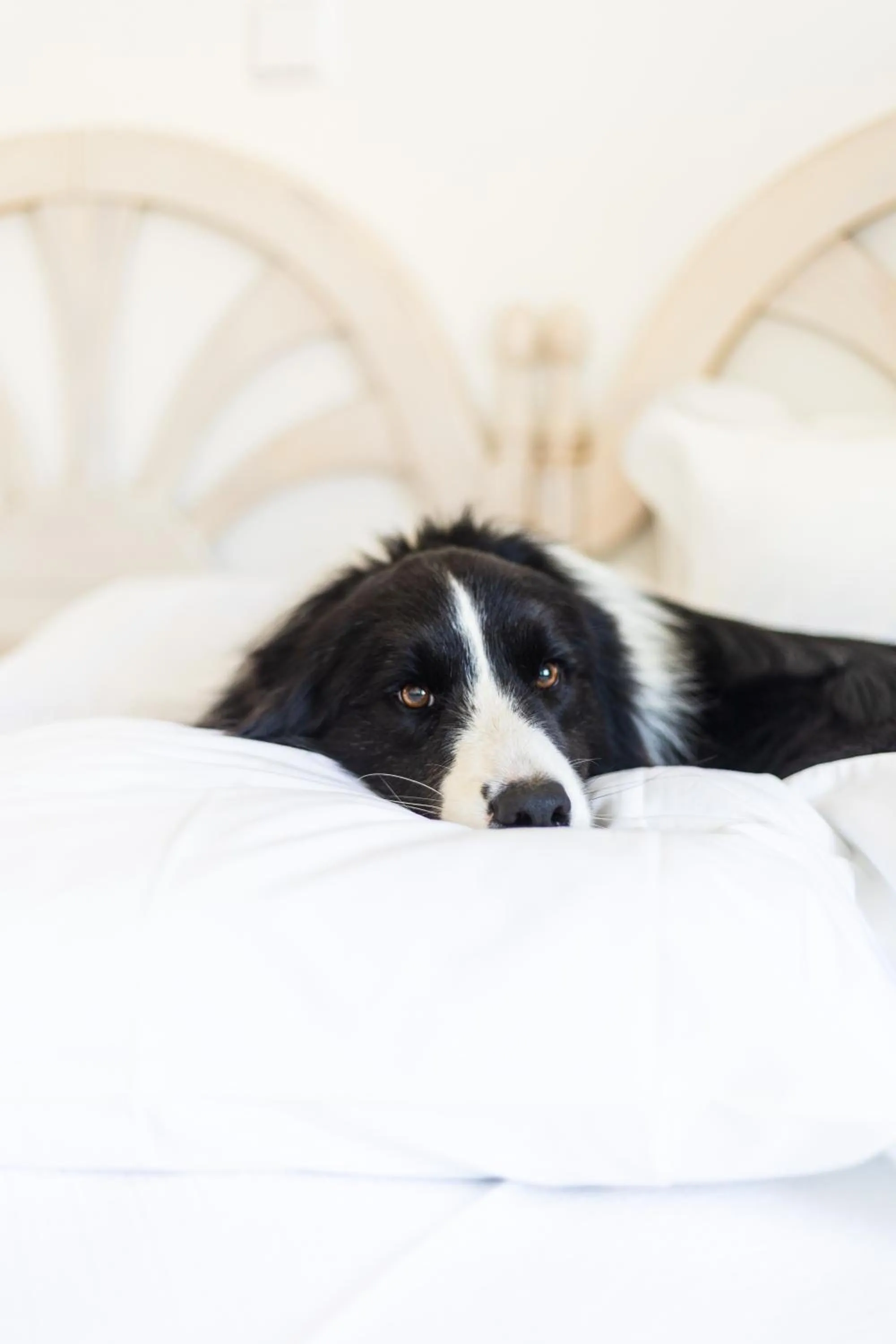 pet friendly, Bed in Dunas do Alvor - Torralvor