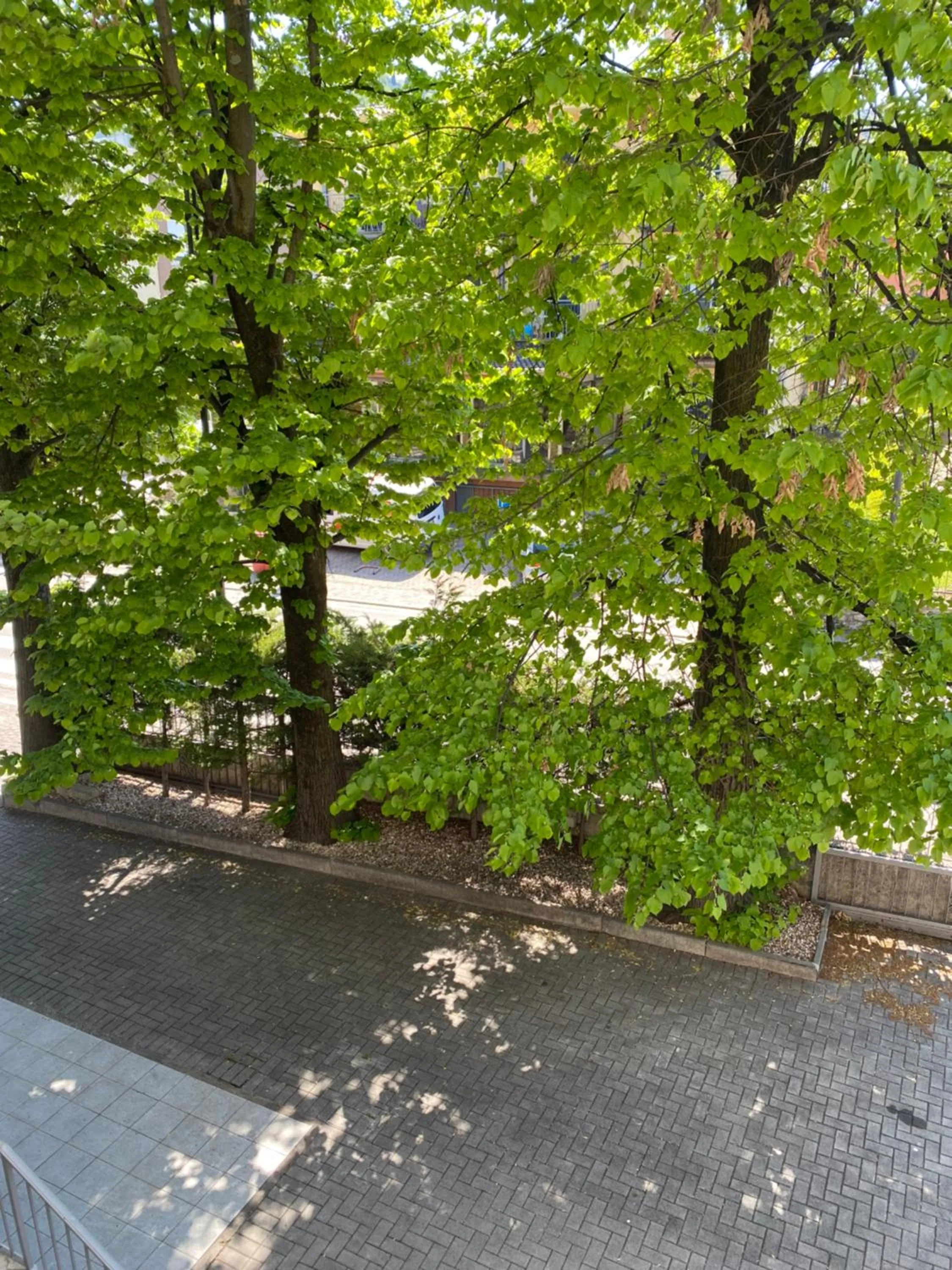 Garden view in Hotel Baia dei Pini