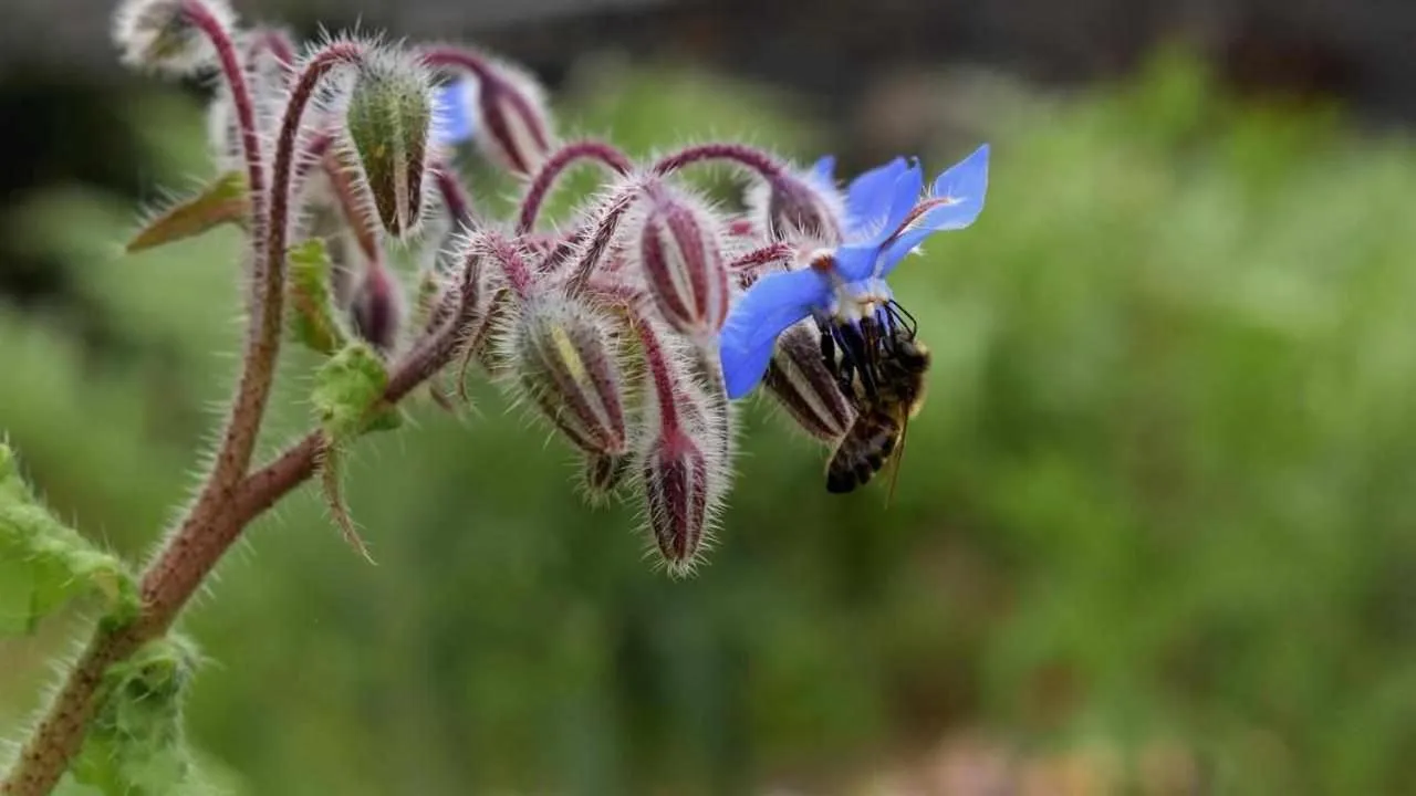 Garden in Quinta da Meia Eira
