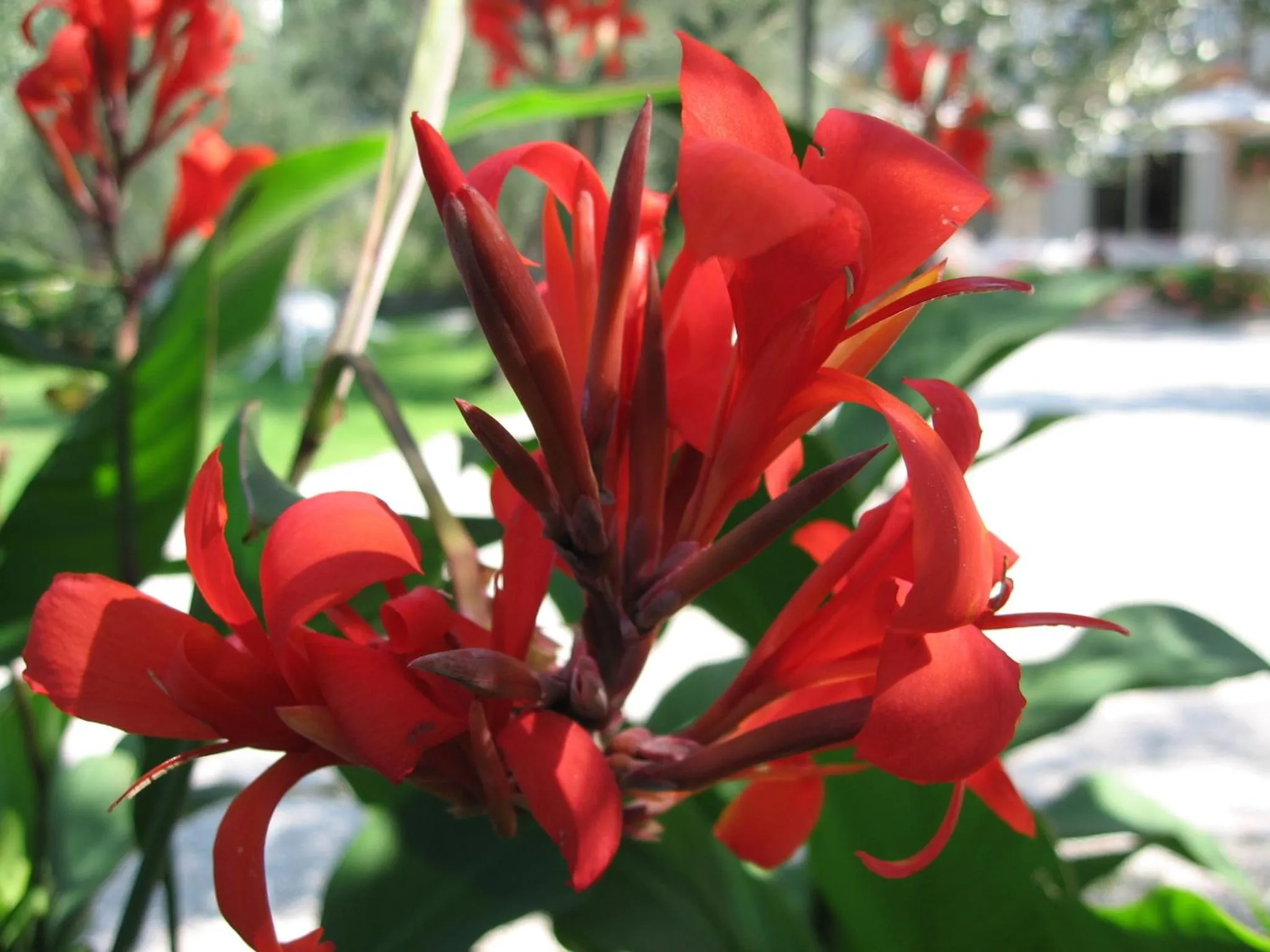 Garden in Hotel Zanetti