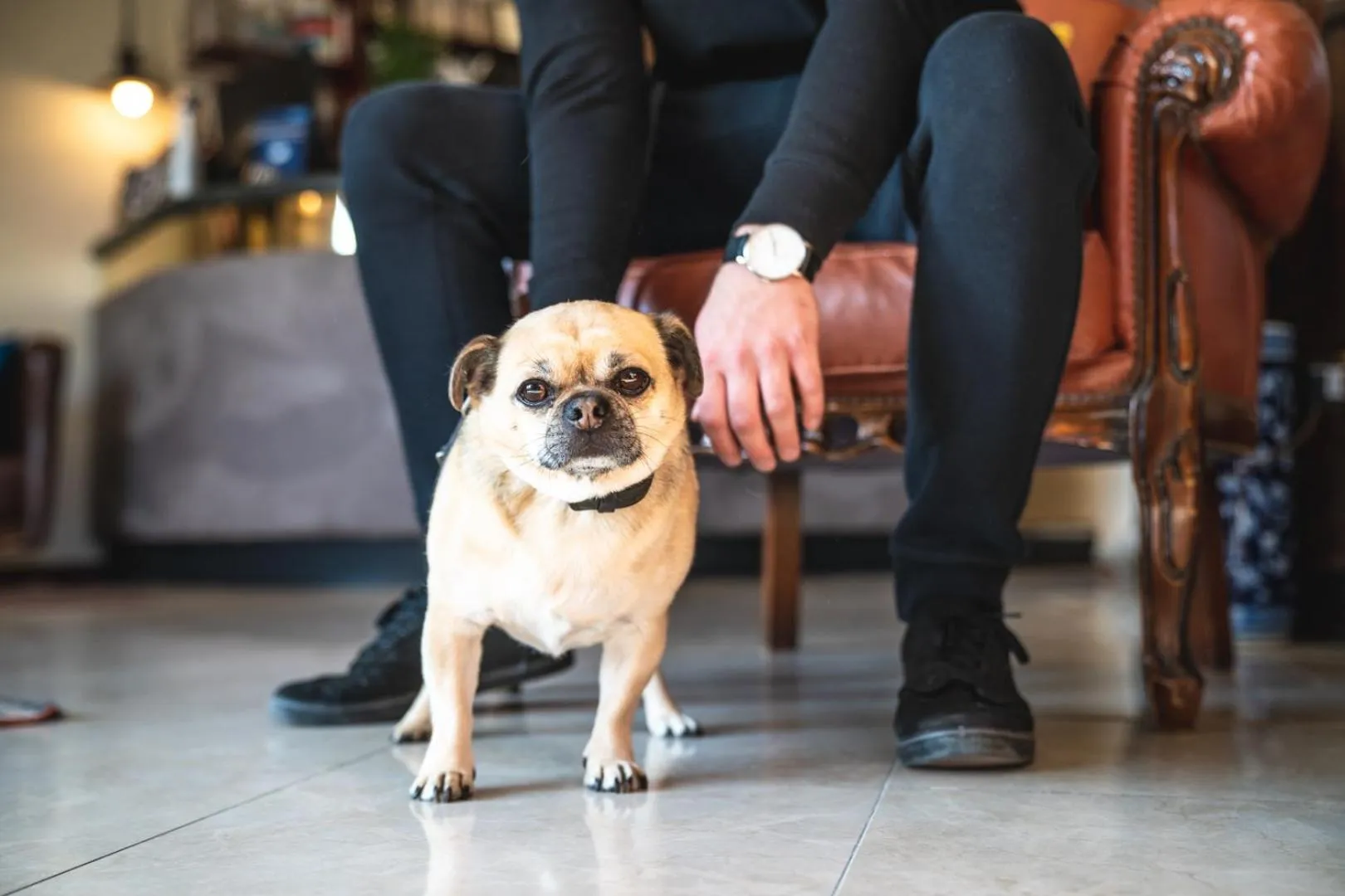 Pets in B City Hotel