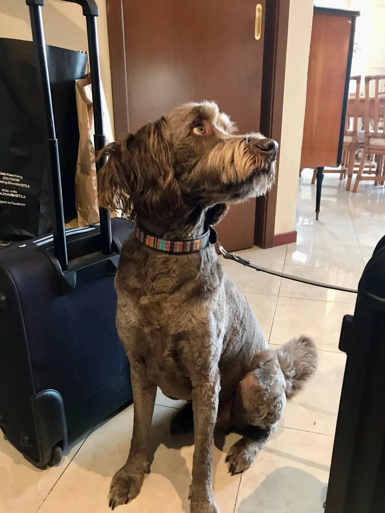 Pets in B City Hotel