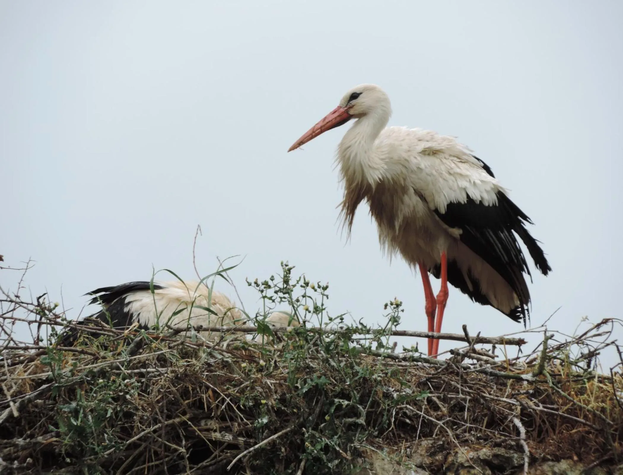 B&B Les Oiseaux de Passage