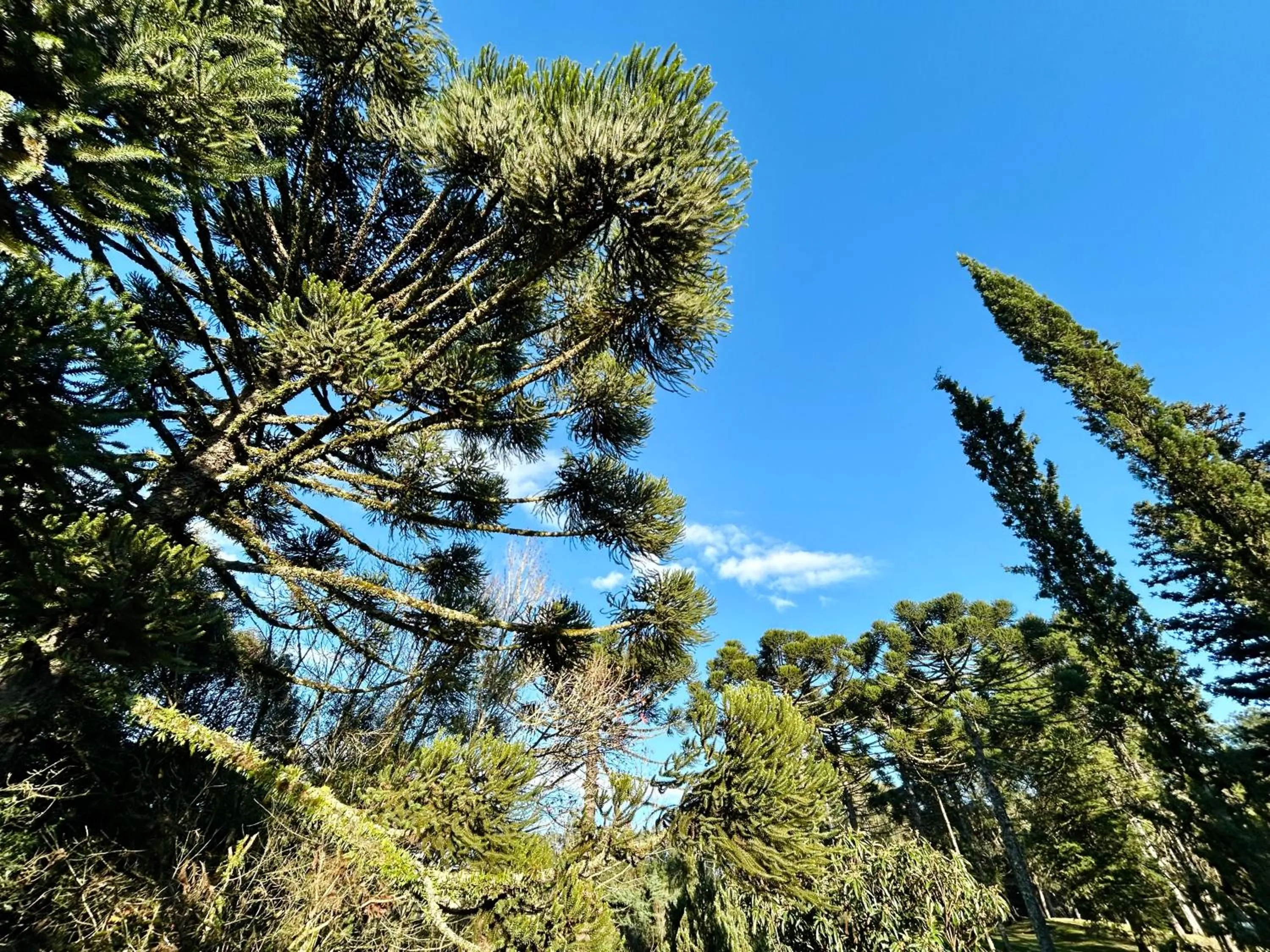 Samuara Hotel Caxias do Sul