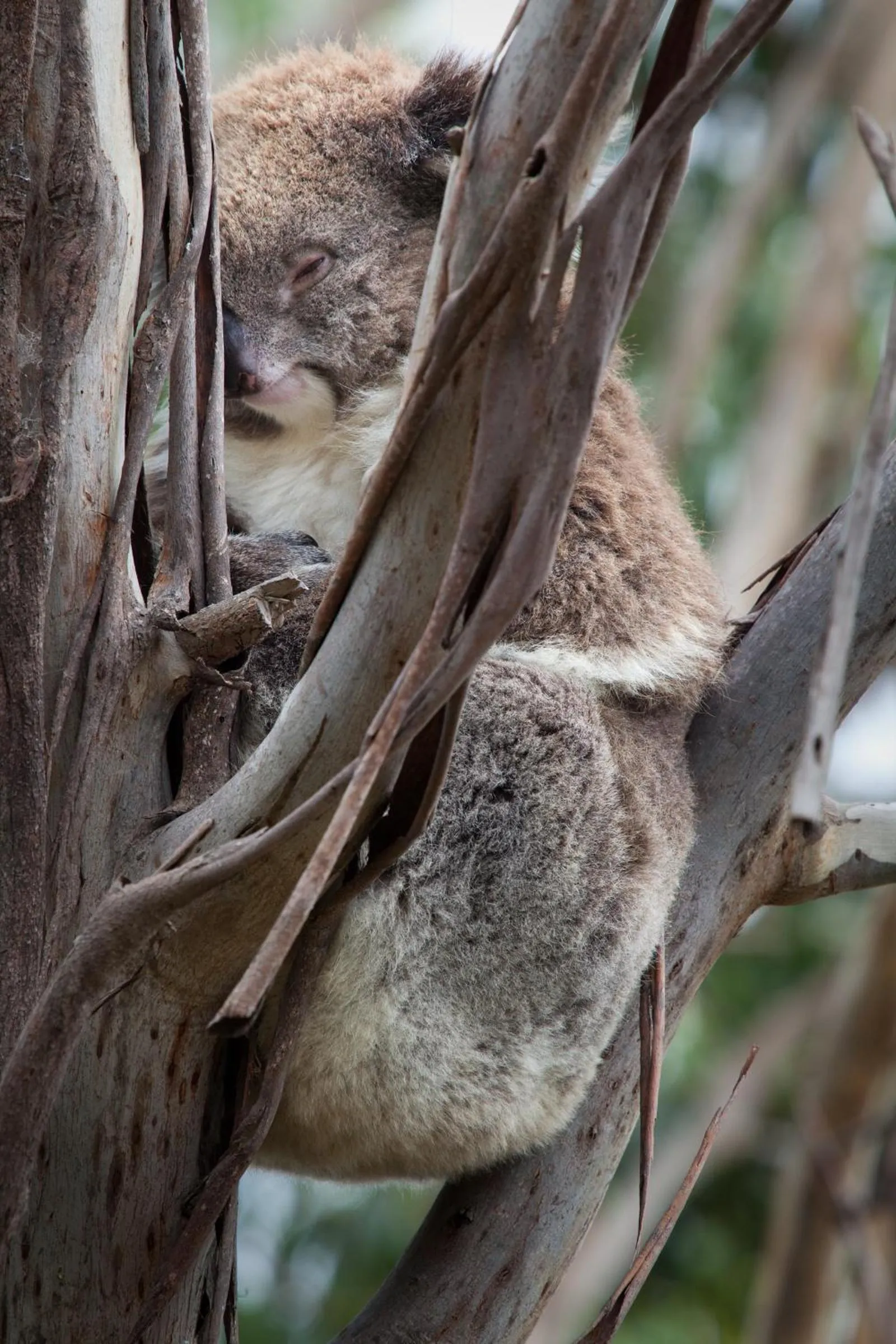 Animals in Phillip Island Apartments