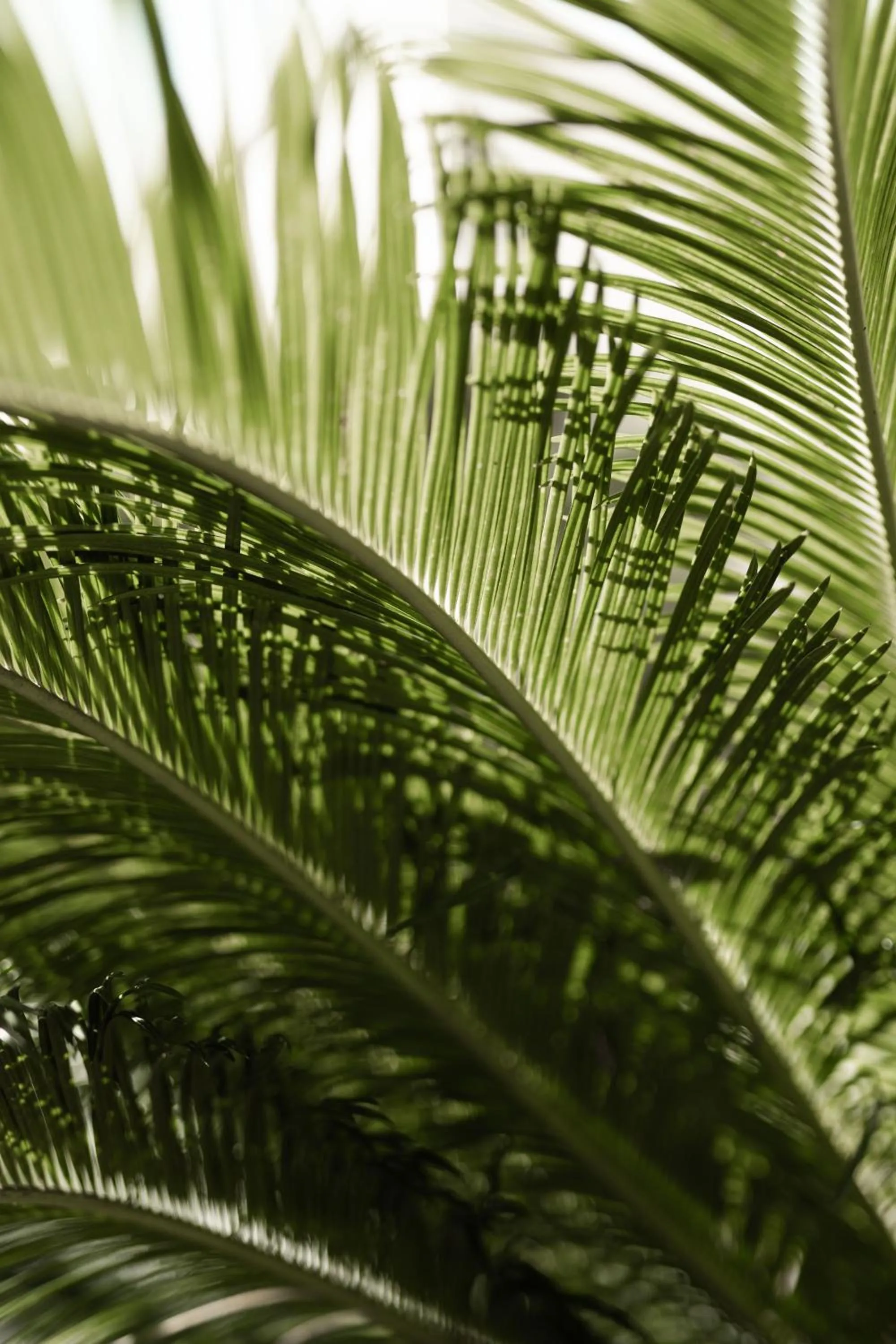 Garden in Cézanne Hôtel