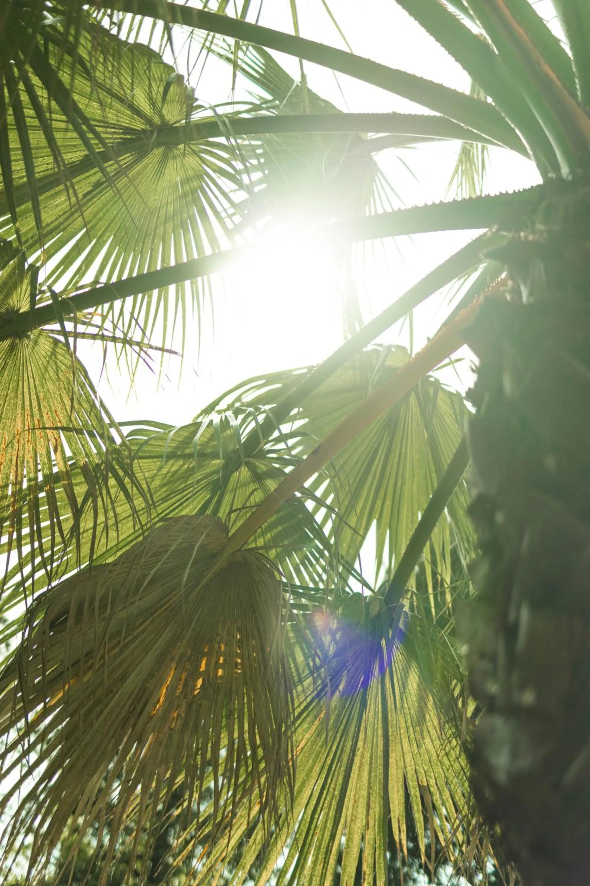 Garden in Cézanne Hôtel