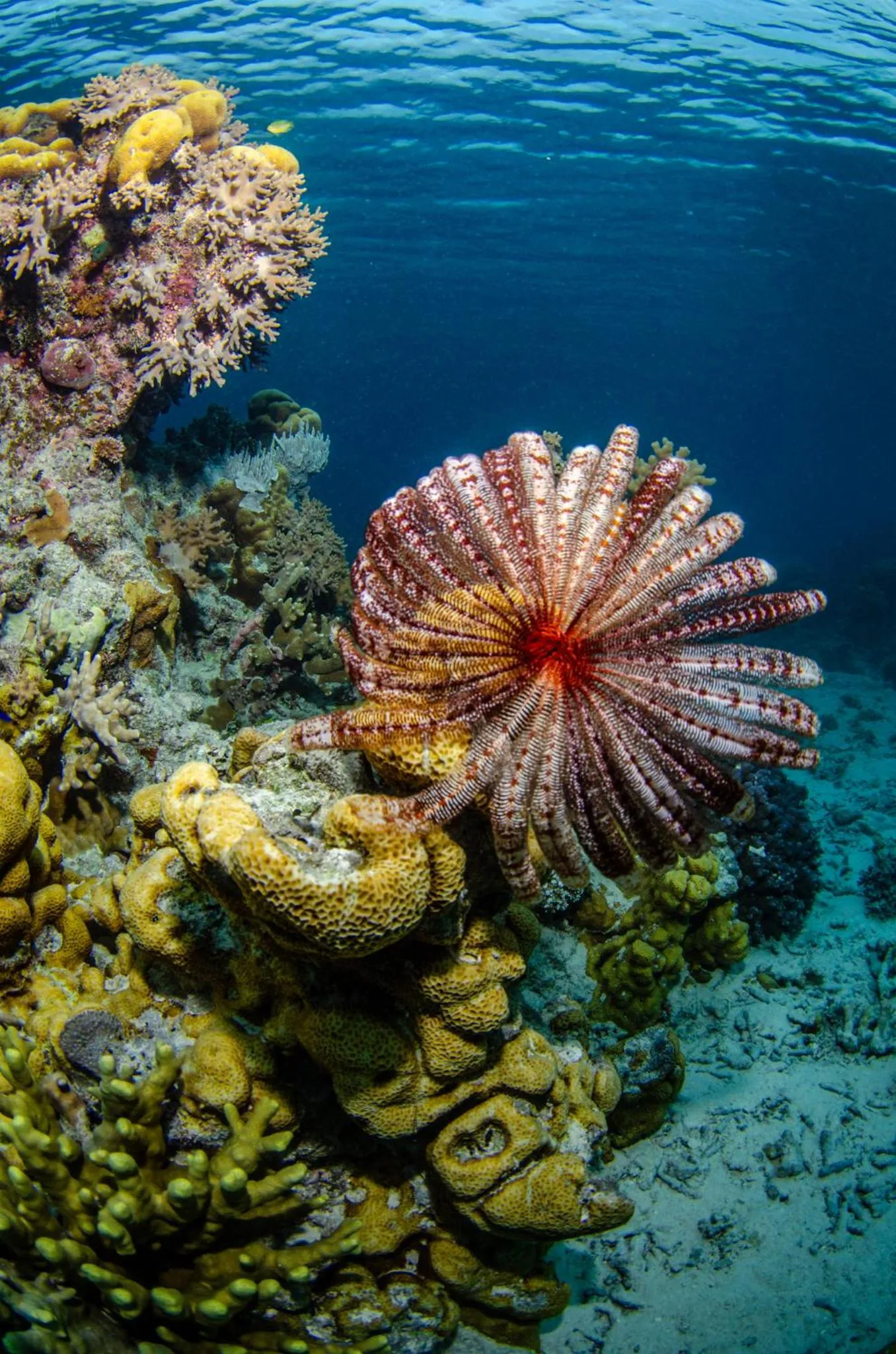 Sea view in Tranquility Island Eco Dive Resort