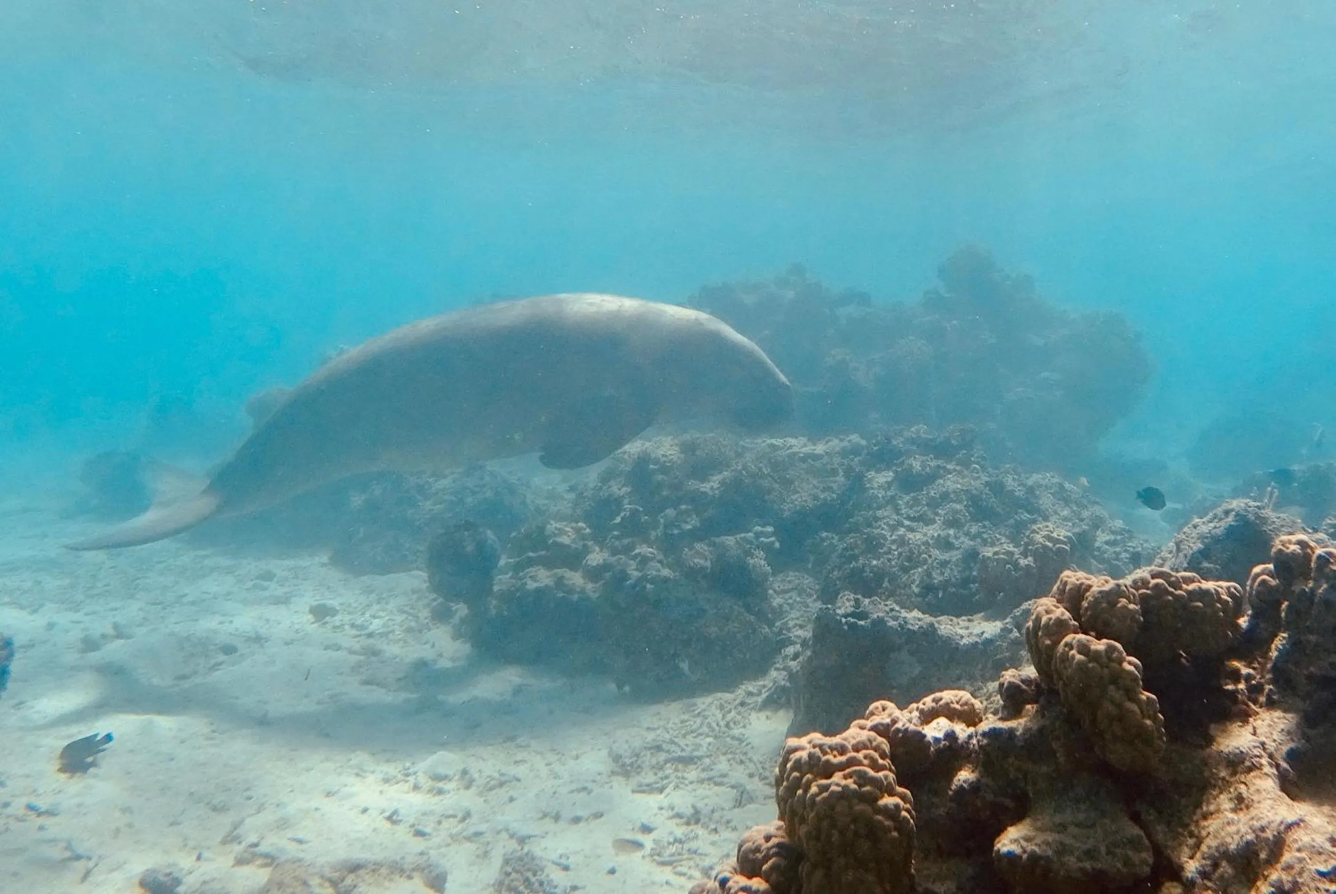 Animals in Tranquility Island Eco Dive Resort