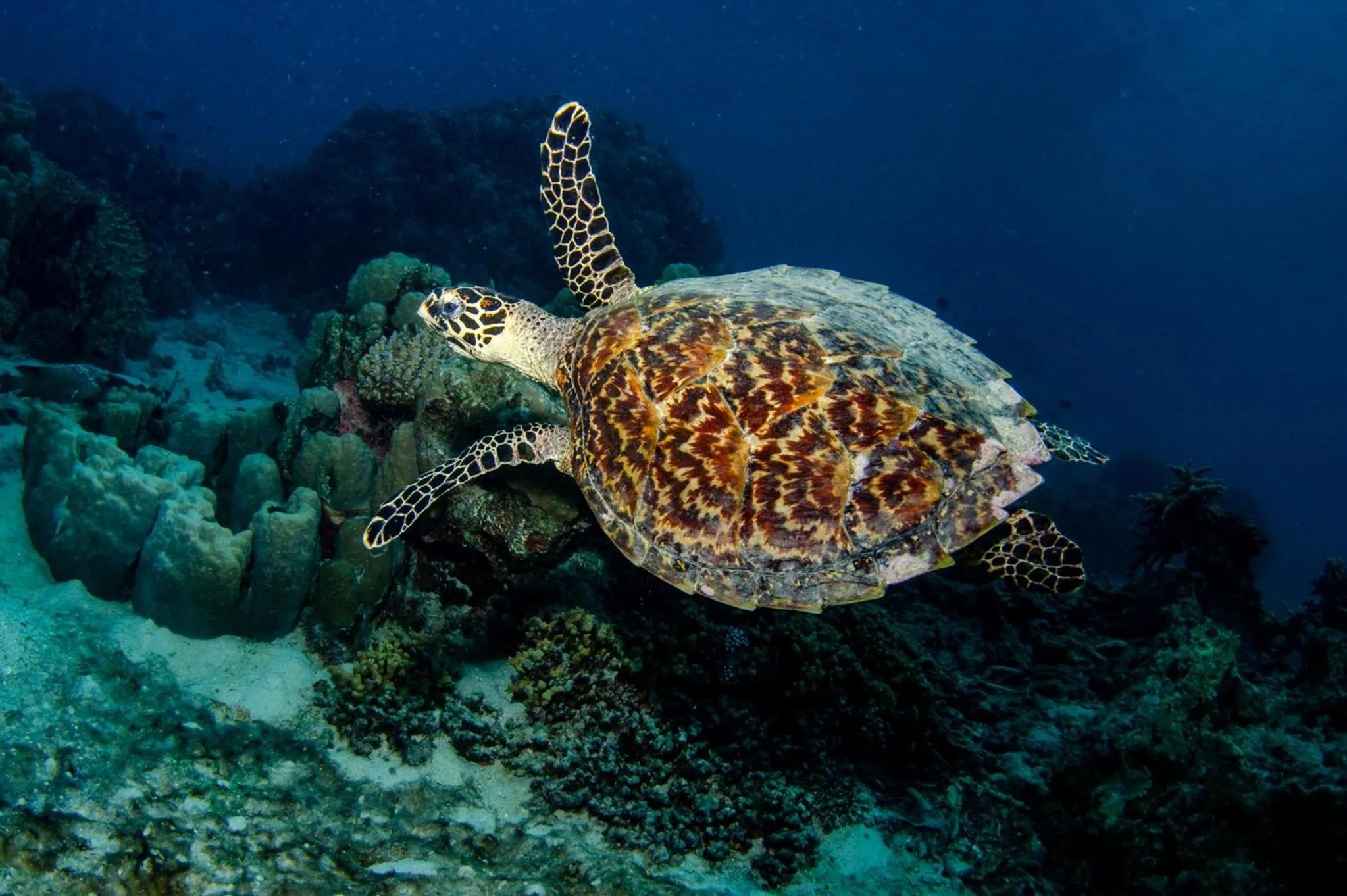 Tranquility Island Eco Dive Resort